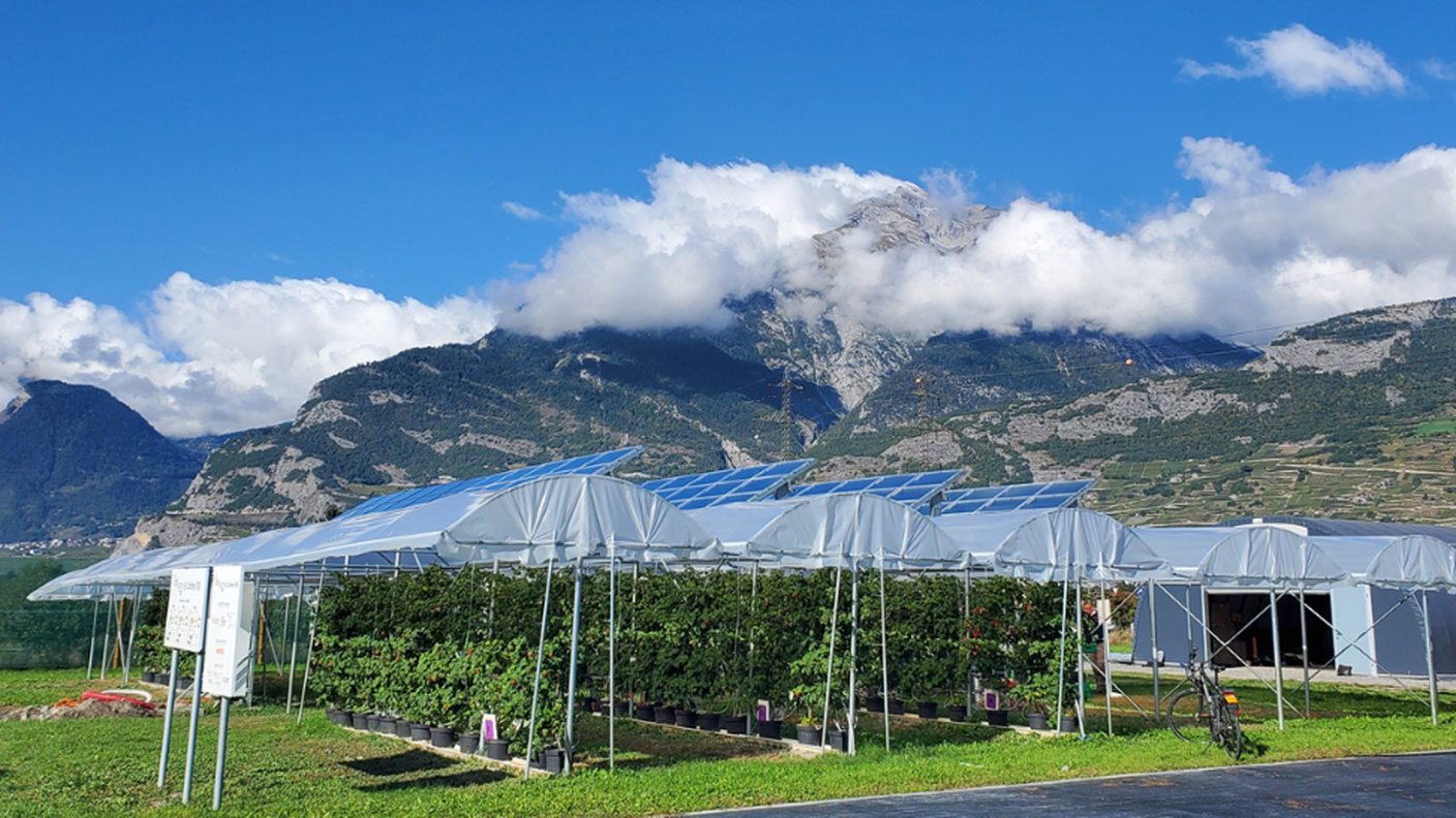 Un progetto pilota è in corso in Vallese da parte di Agroscope