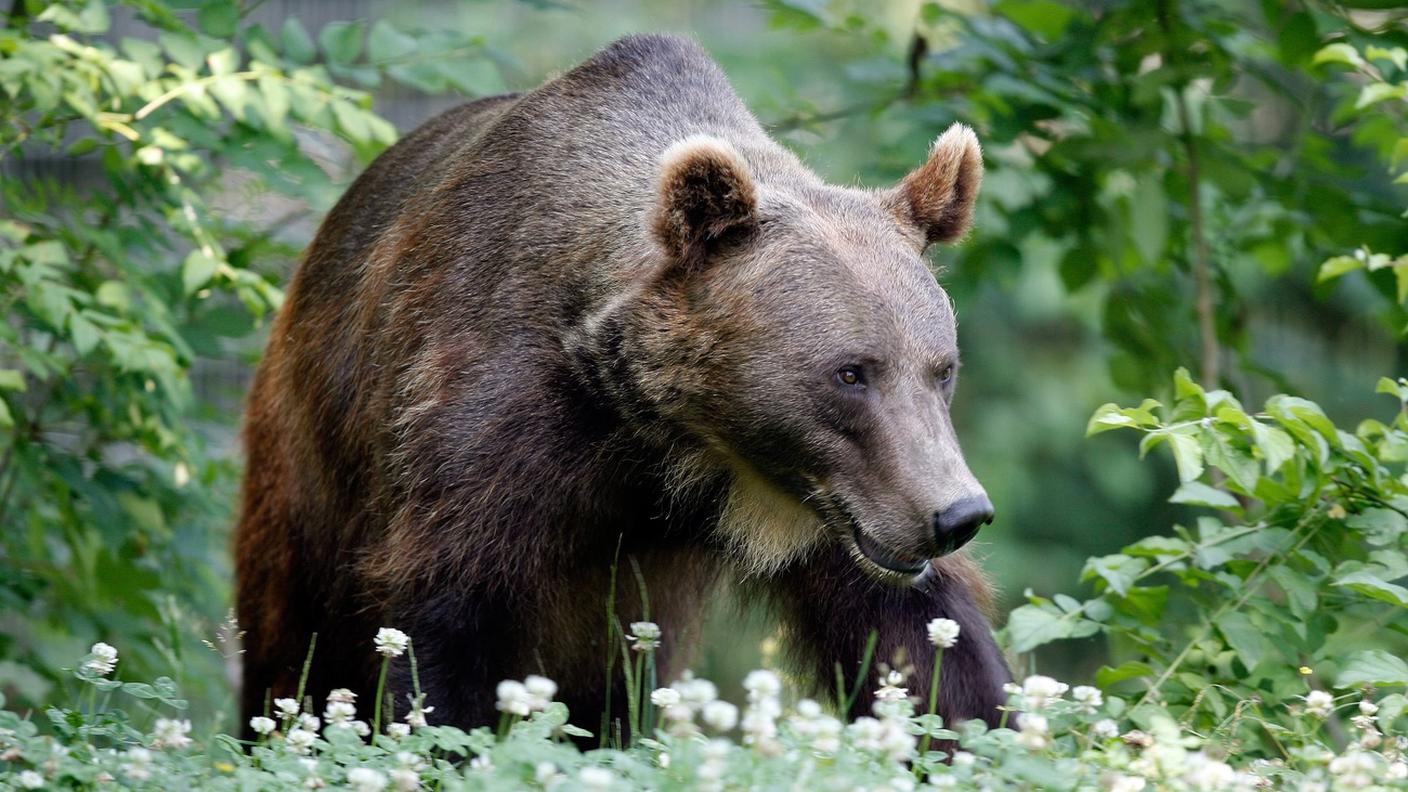 Gli orsi finora in Svizzera hanno raggiunto prevalentemente la Bassa Engadina, tutti in provenienza dal Trentino