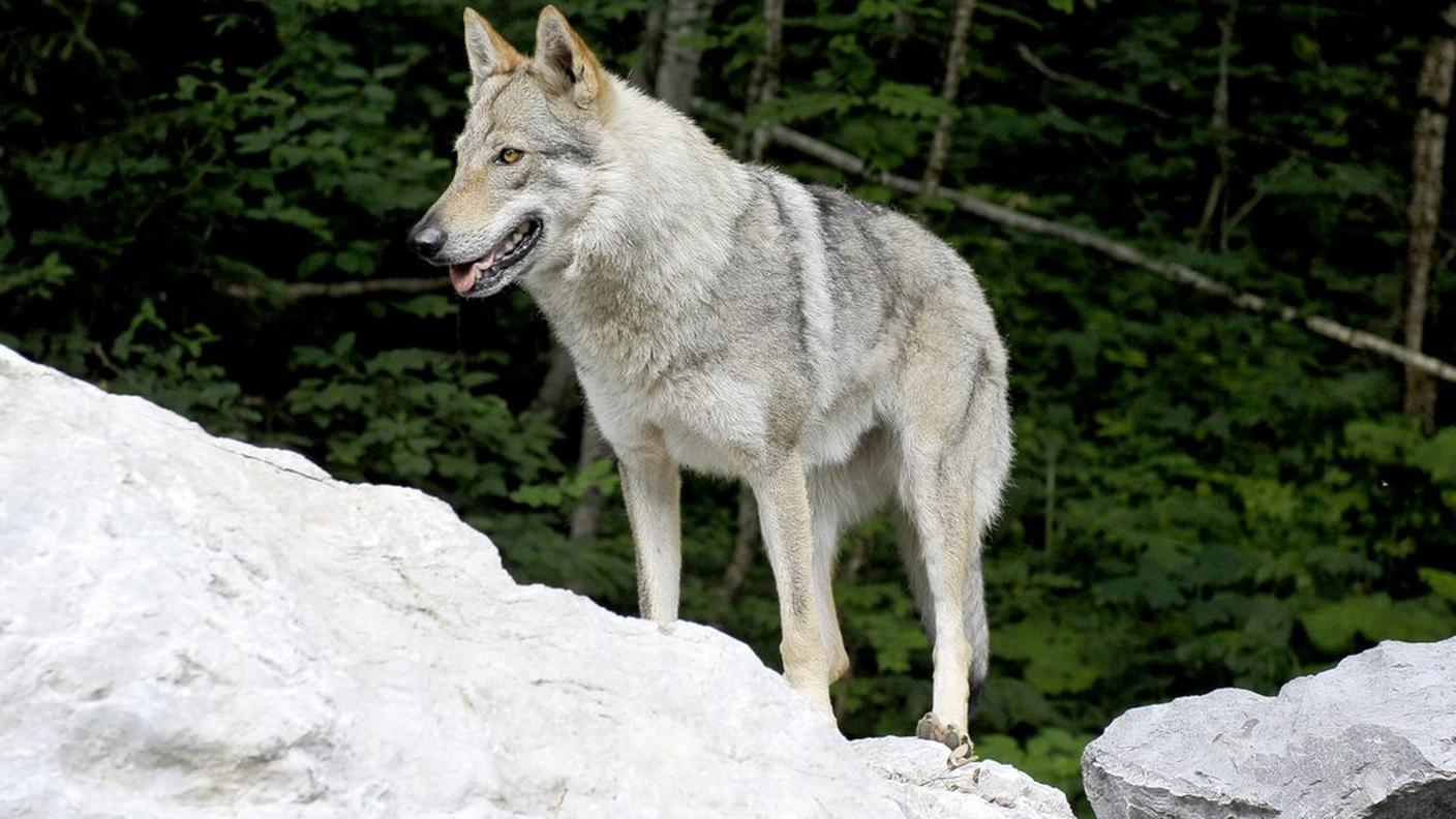 Attacco del lupo a pochi metri dalle abitazioni