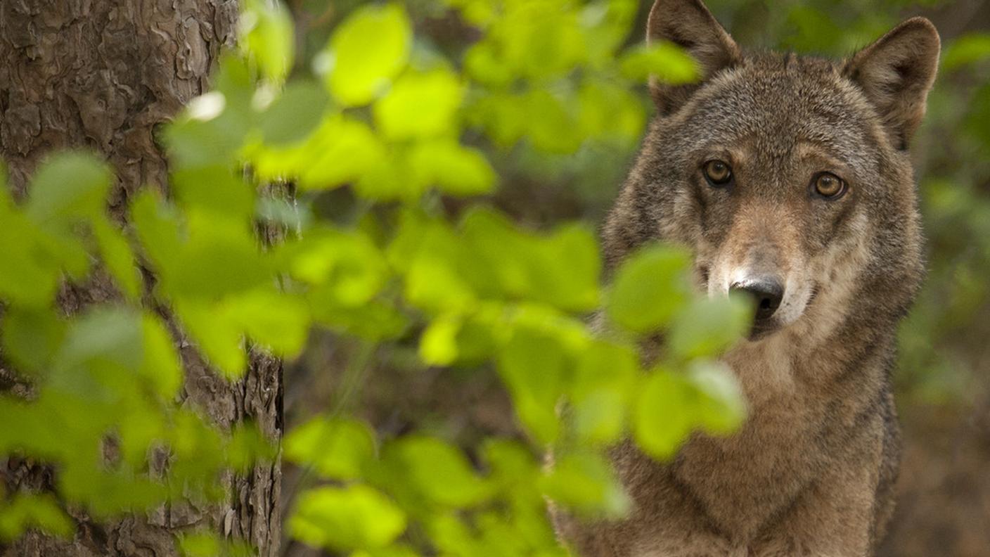 Per molti non c'è dubbio: è stato un lupo