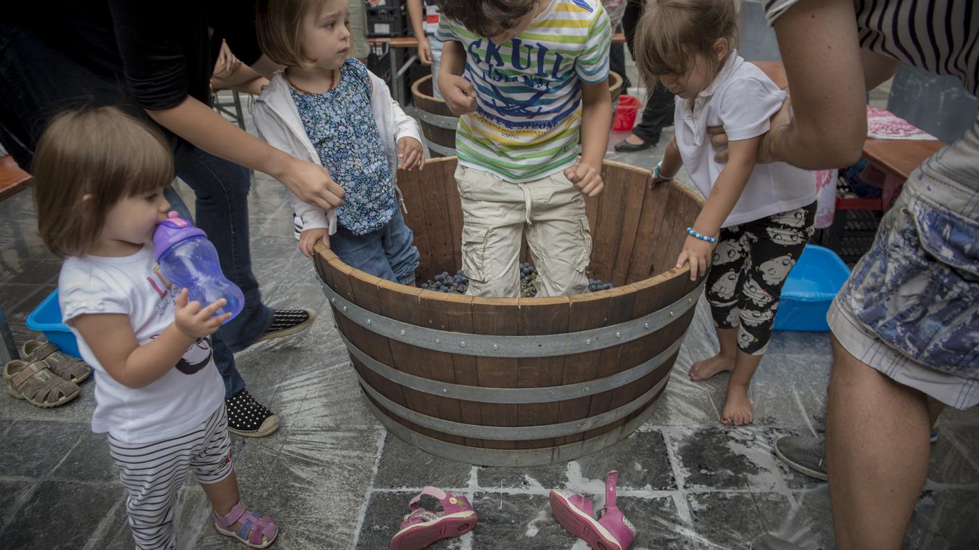 Piccoli viticoltori crescono
