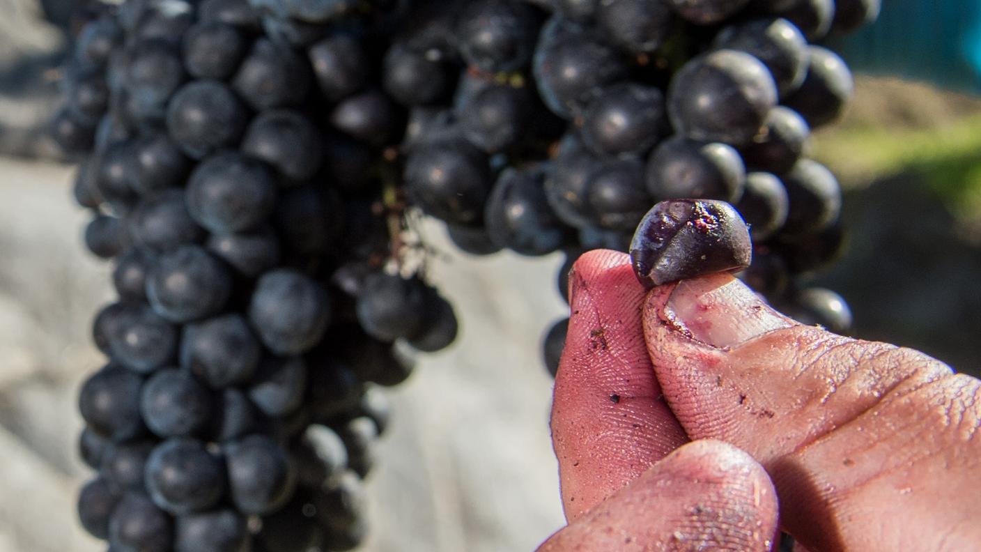La Festa della Vendemmia nella capitale cantonale è stata un vero successo