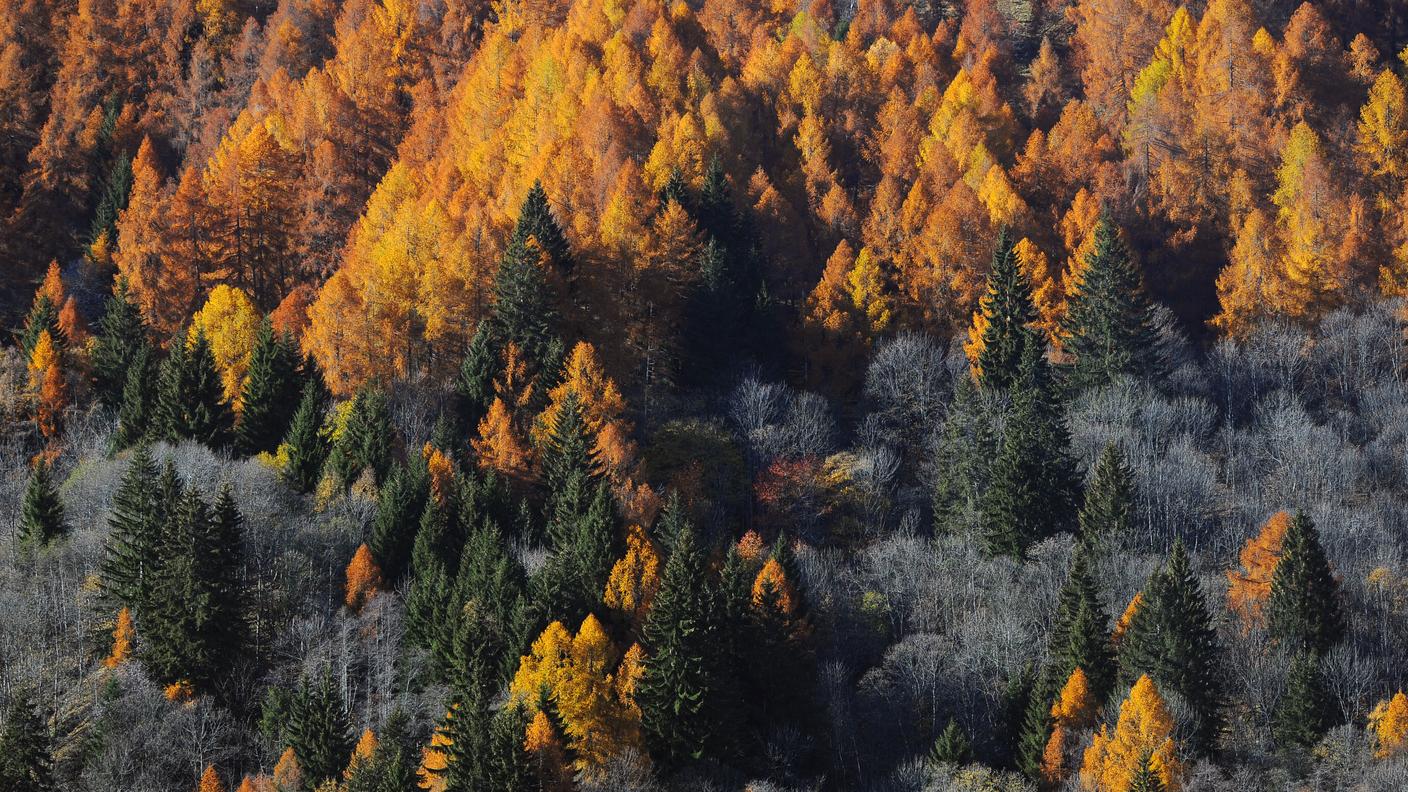 Troppo alto il rischio di incendi nei boschi