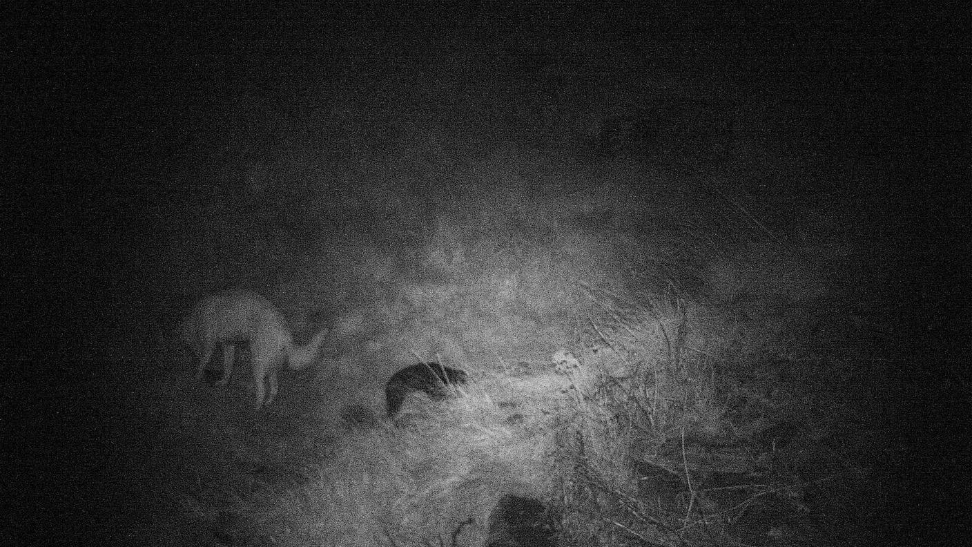 Gola di Lago, ecco i cani killer