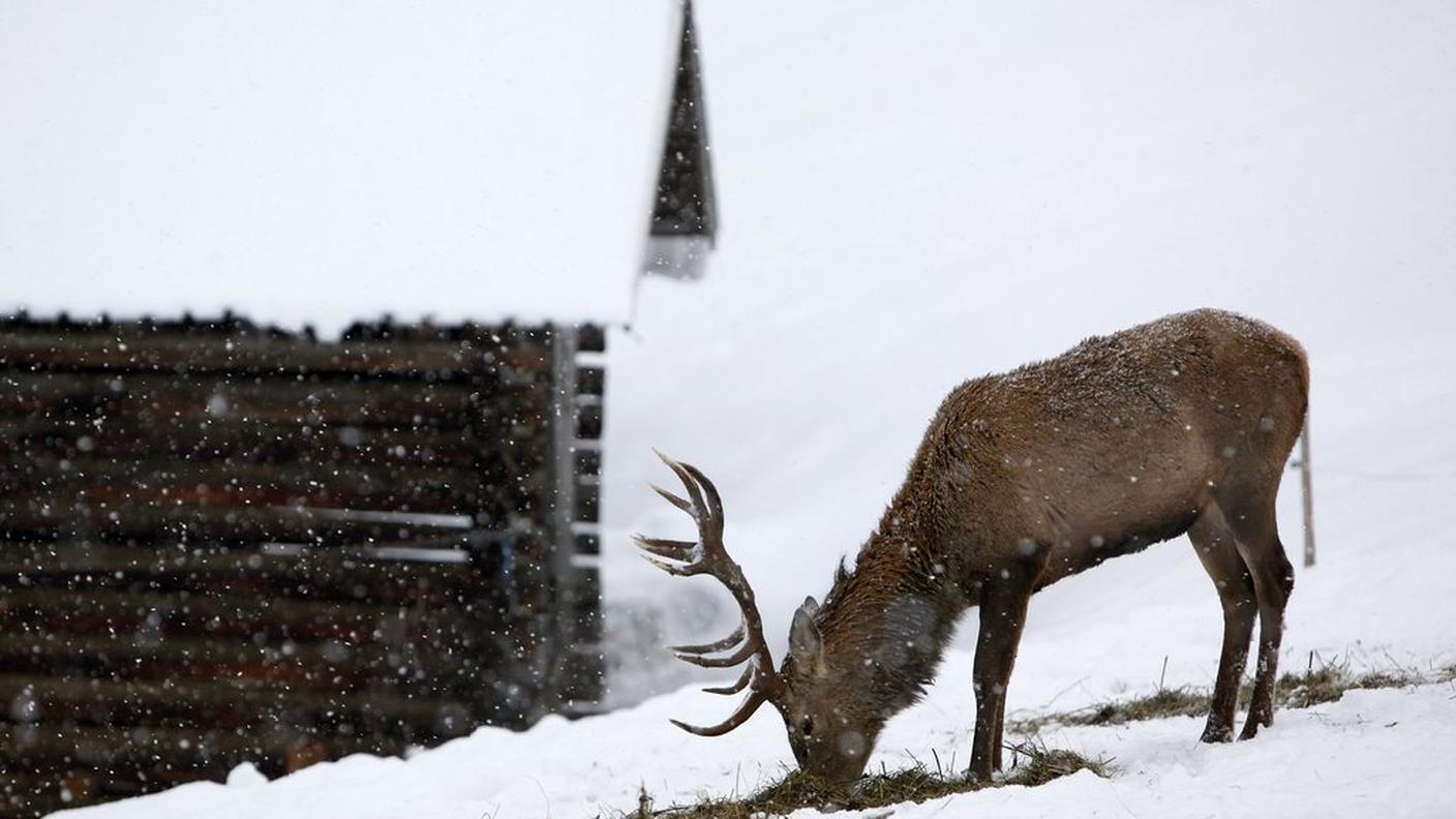 Il piano di abbattimenti mira a ridurre i danni provocati dagli ungulati e ad aumentare le chance di sopravvivenza durante gli inverni