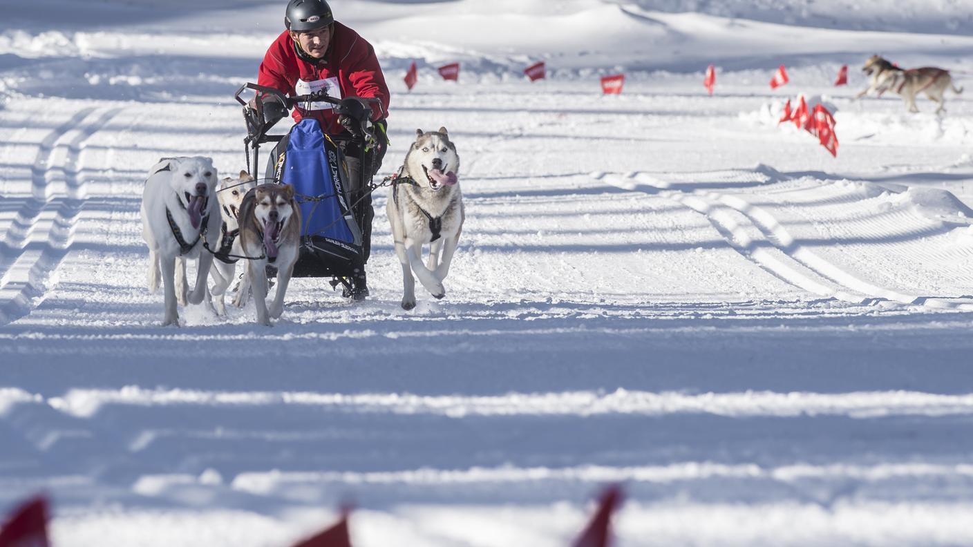 Sven Haefeli druante la gara a quatto cani 