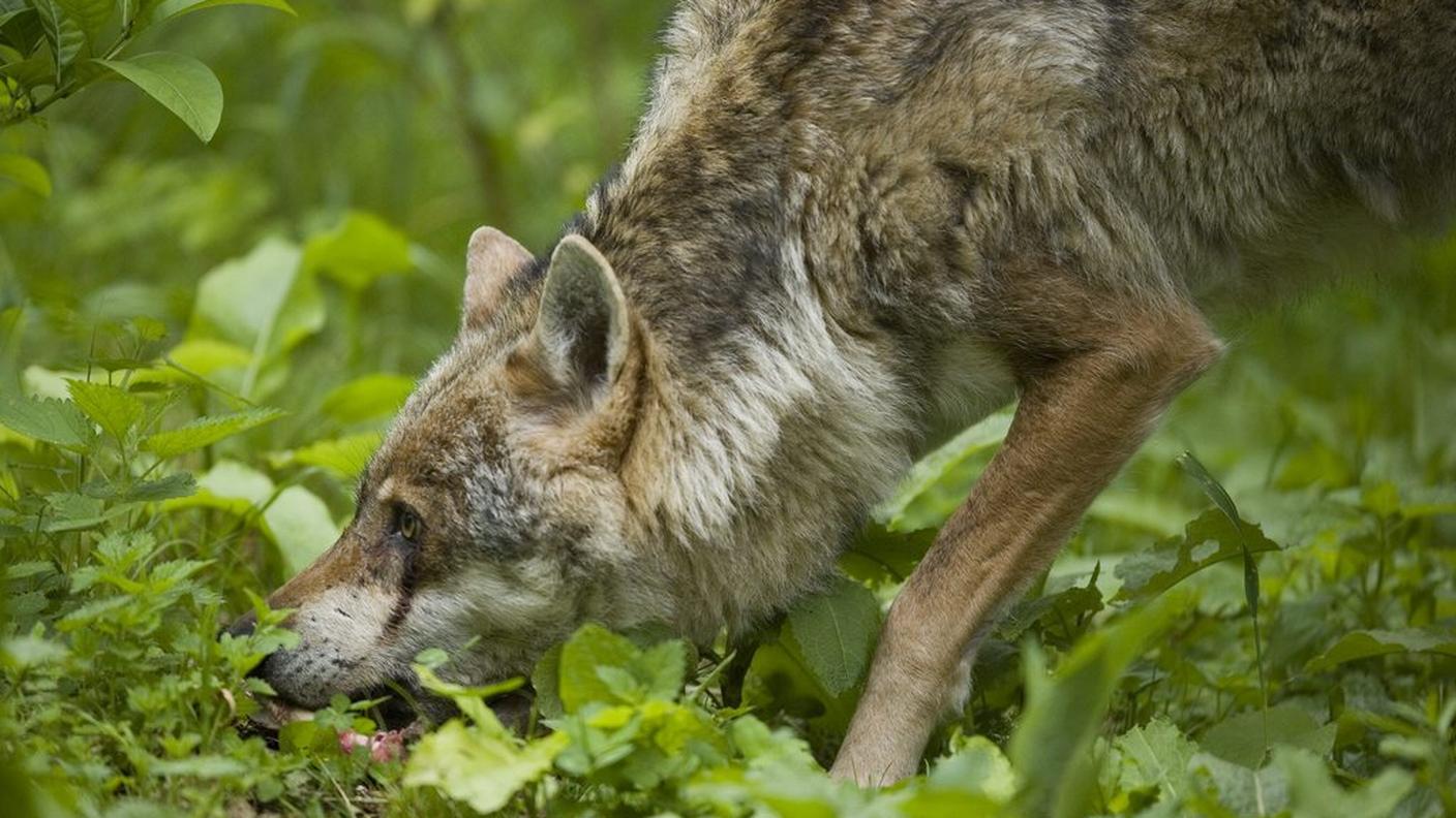 Un altro esemplare ha colpito in Capriasca
