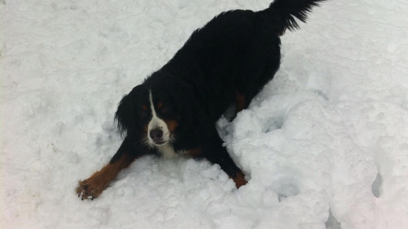 Giocando nella neve