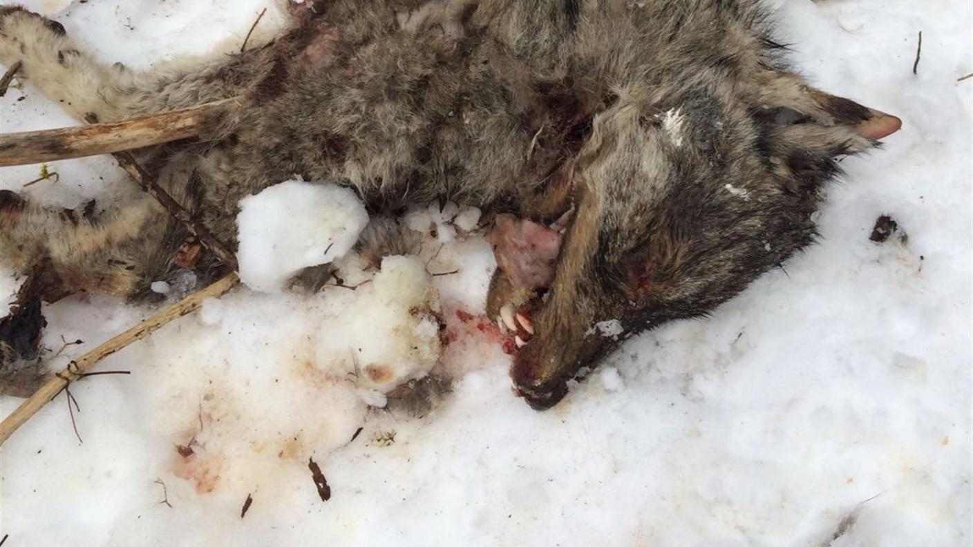La carcassa sarebbe stata lanciata da un ponte