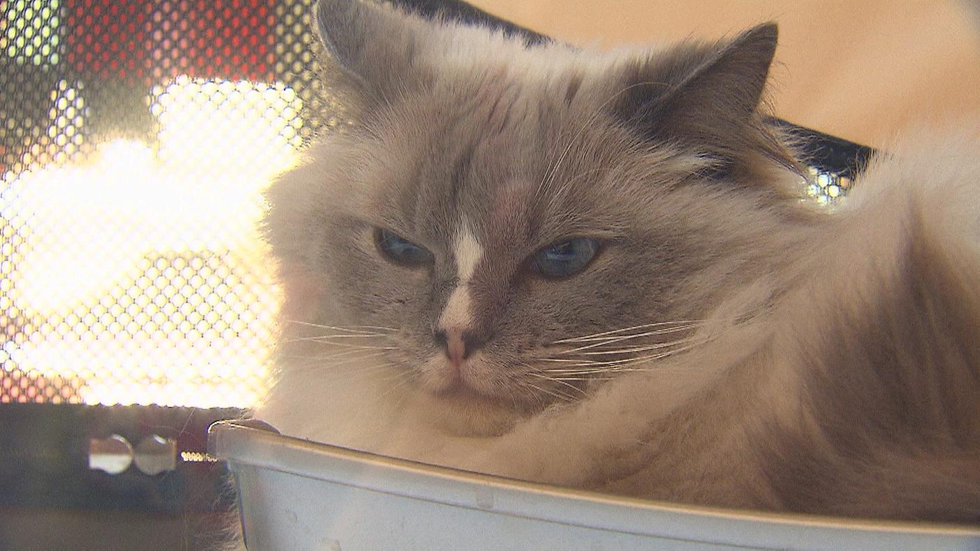 Le mille sfaccettature di un mondo felino