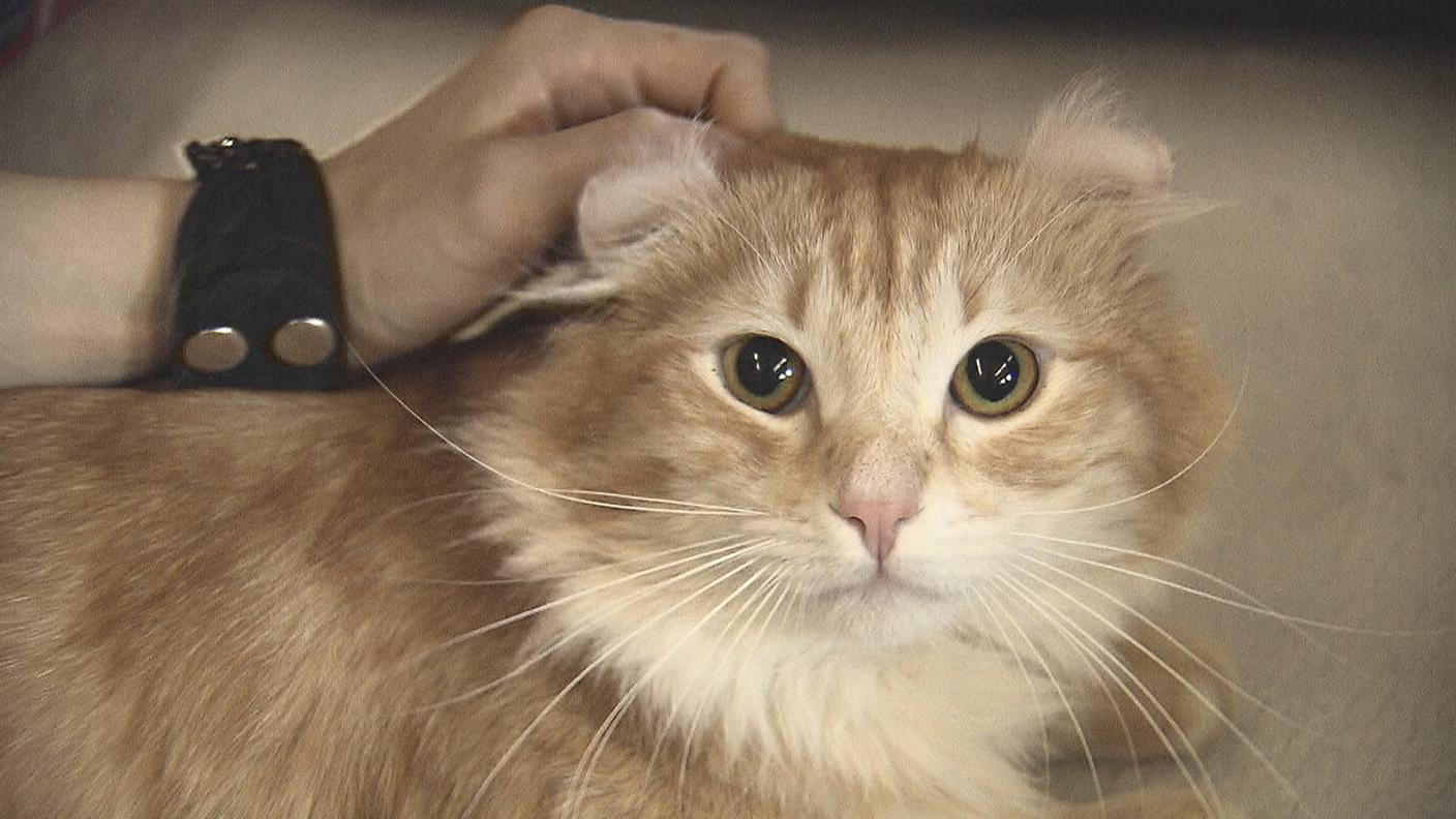 Le mille sfaccettature di un mondo felino