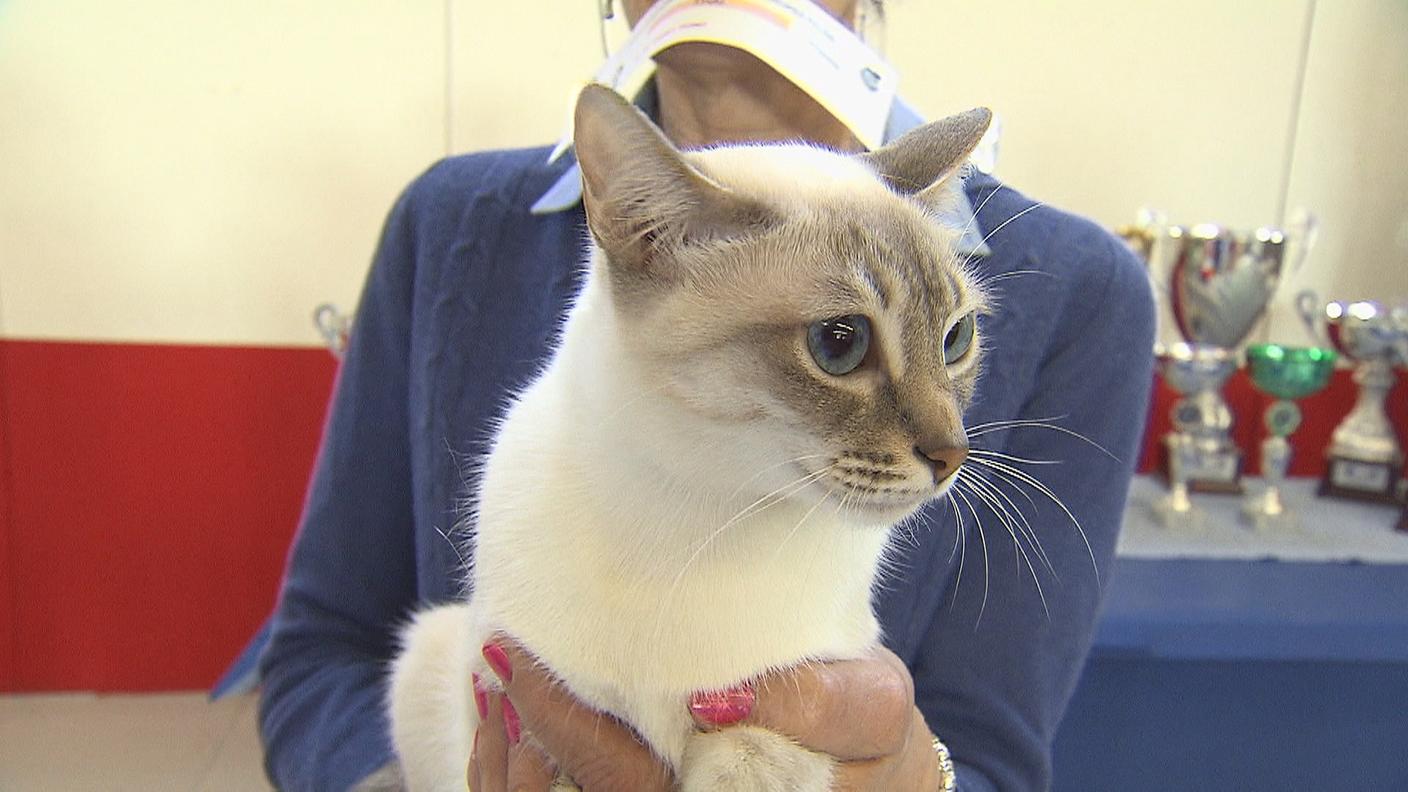 Le mille sfaccettature di un mondo felino