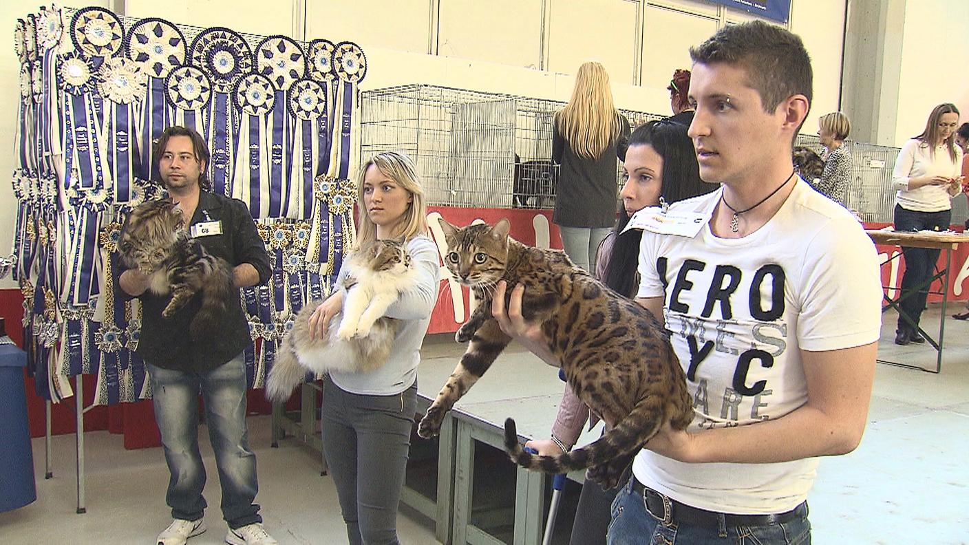 Le mille sfaccettature di un mondo felino