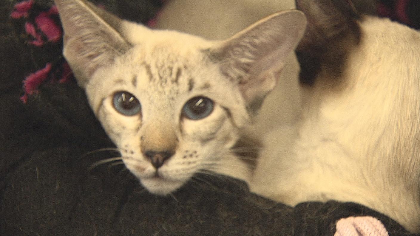 Le mille sfaccettature di un mondo felino
