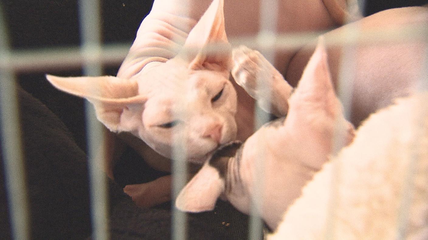 Le mille sfaccettature di un mondo felino