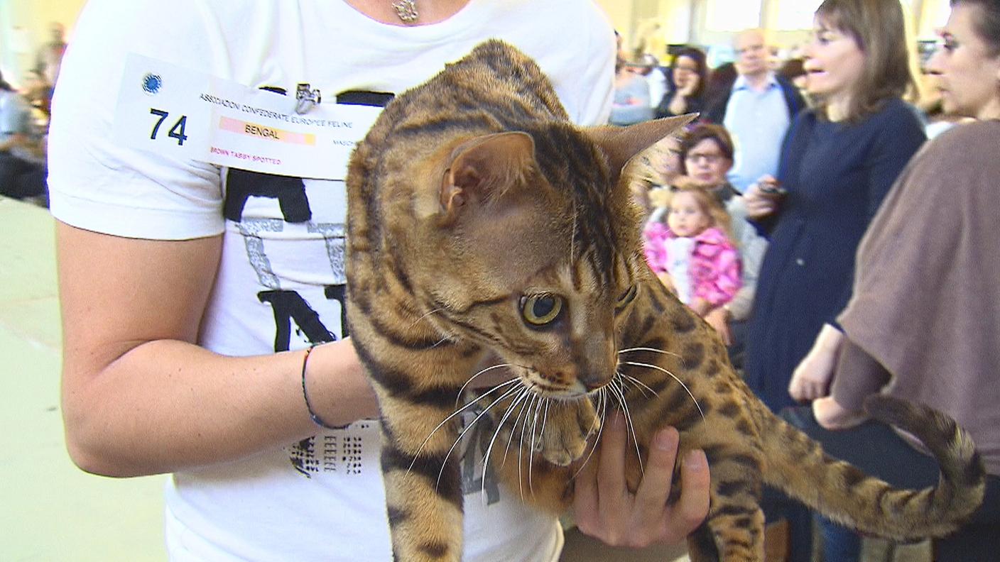 Le mille sfaccettature di un mondo felino