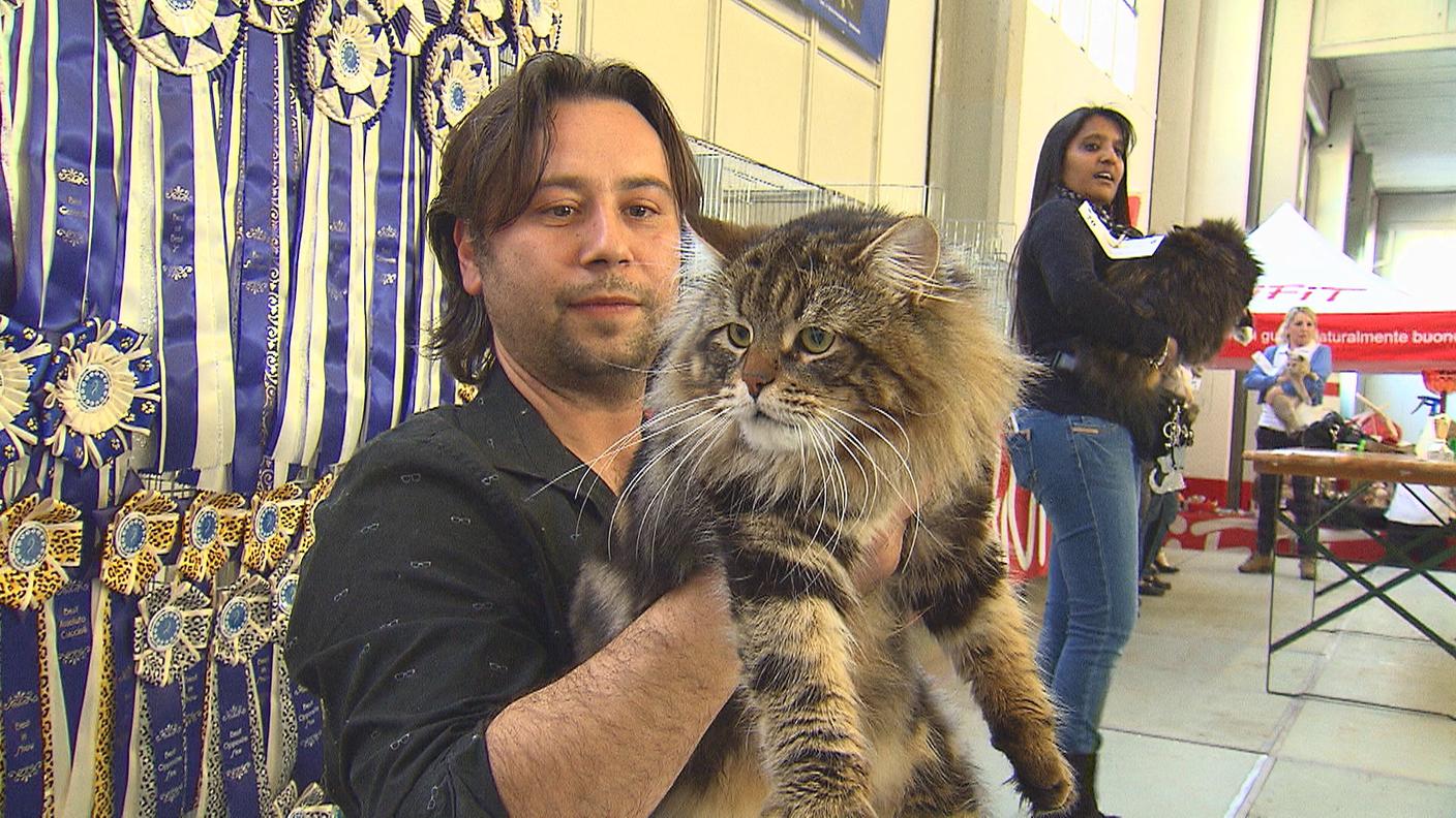 Le mille sfaccettature di un mondo felino