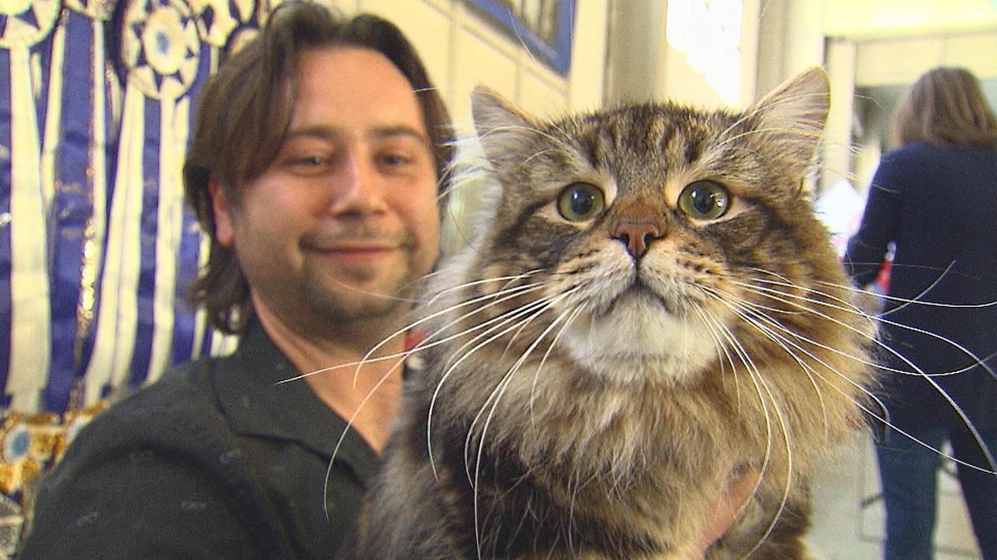 Le mille sfaccettature di un mondo felino