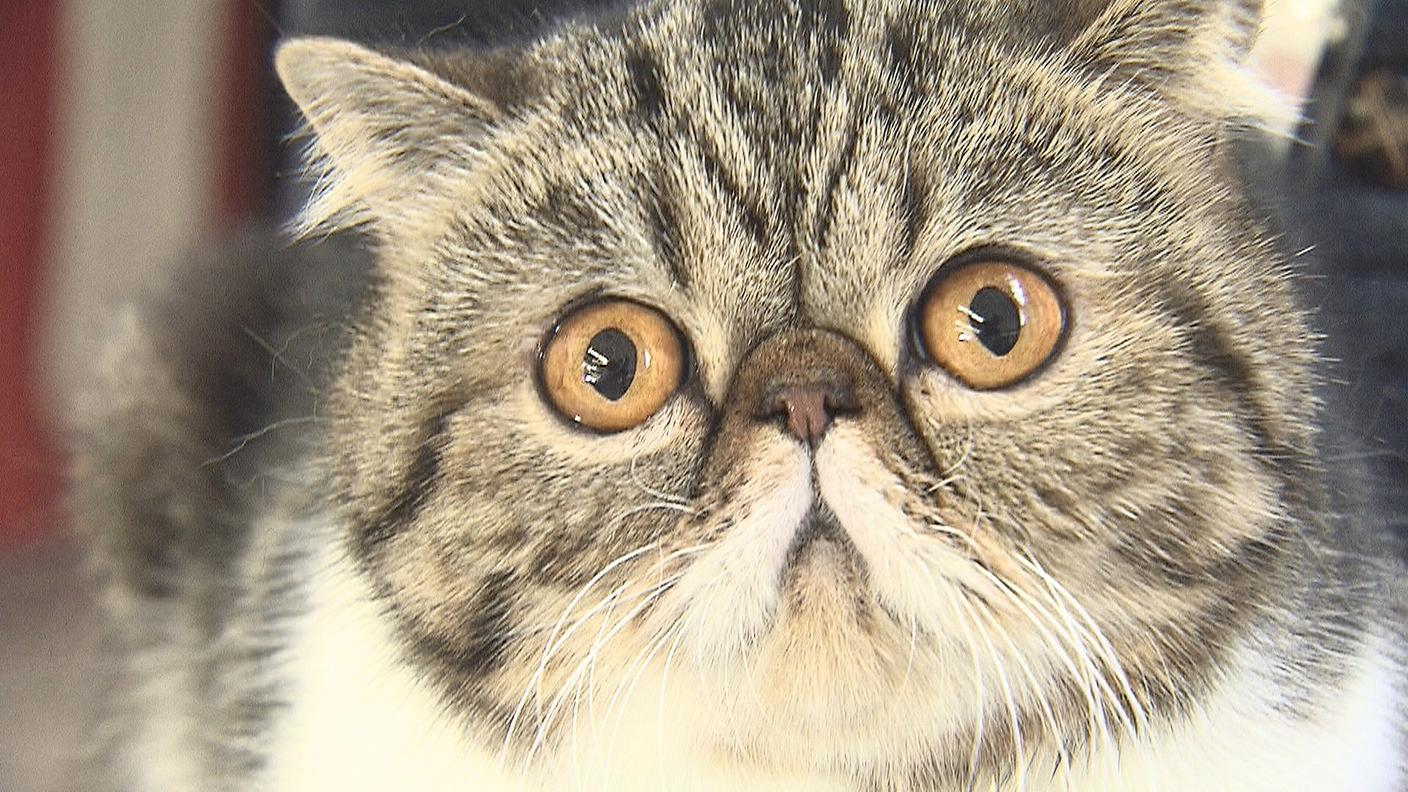 Le mille sfaccettature di un mondo felino