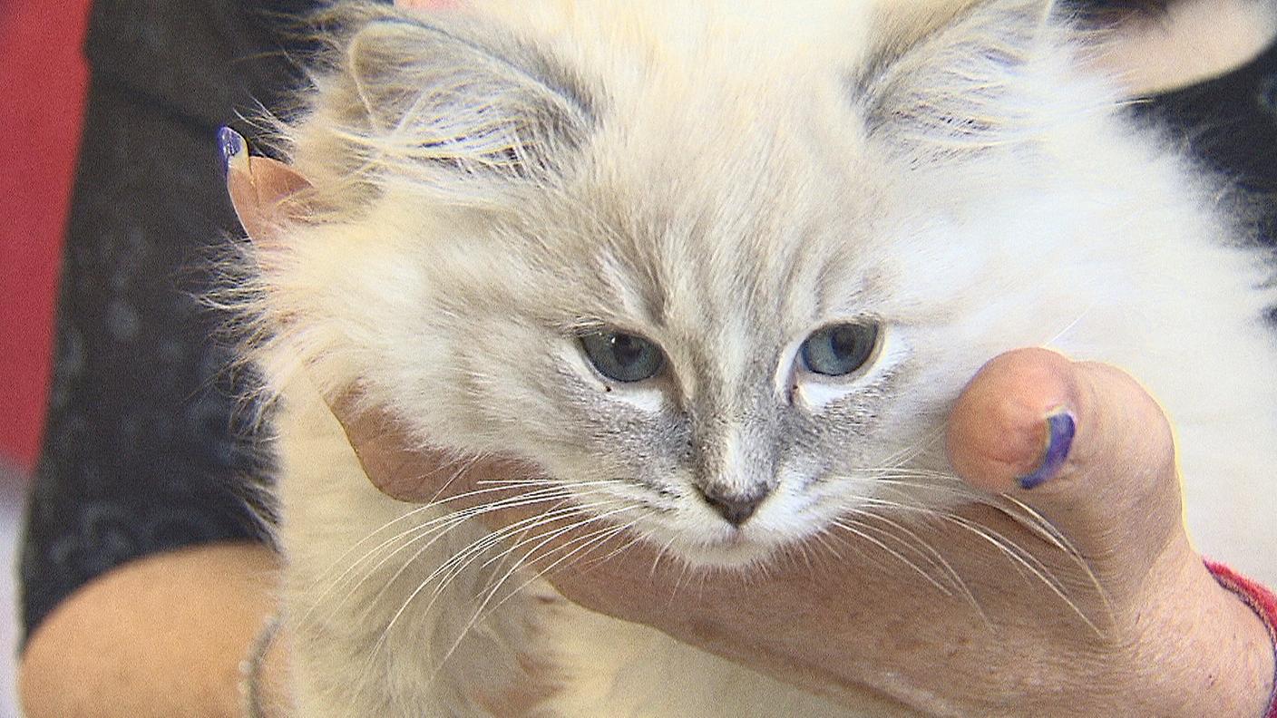 Le mille sfaccettature di un mondo felino