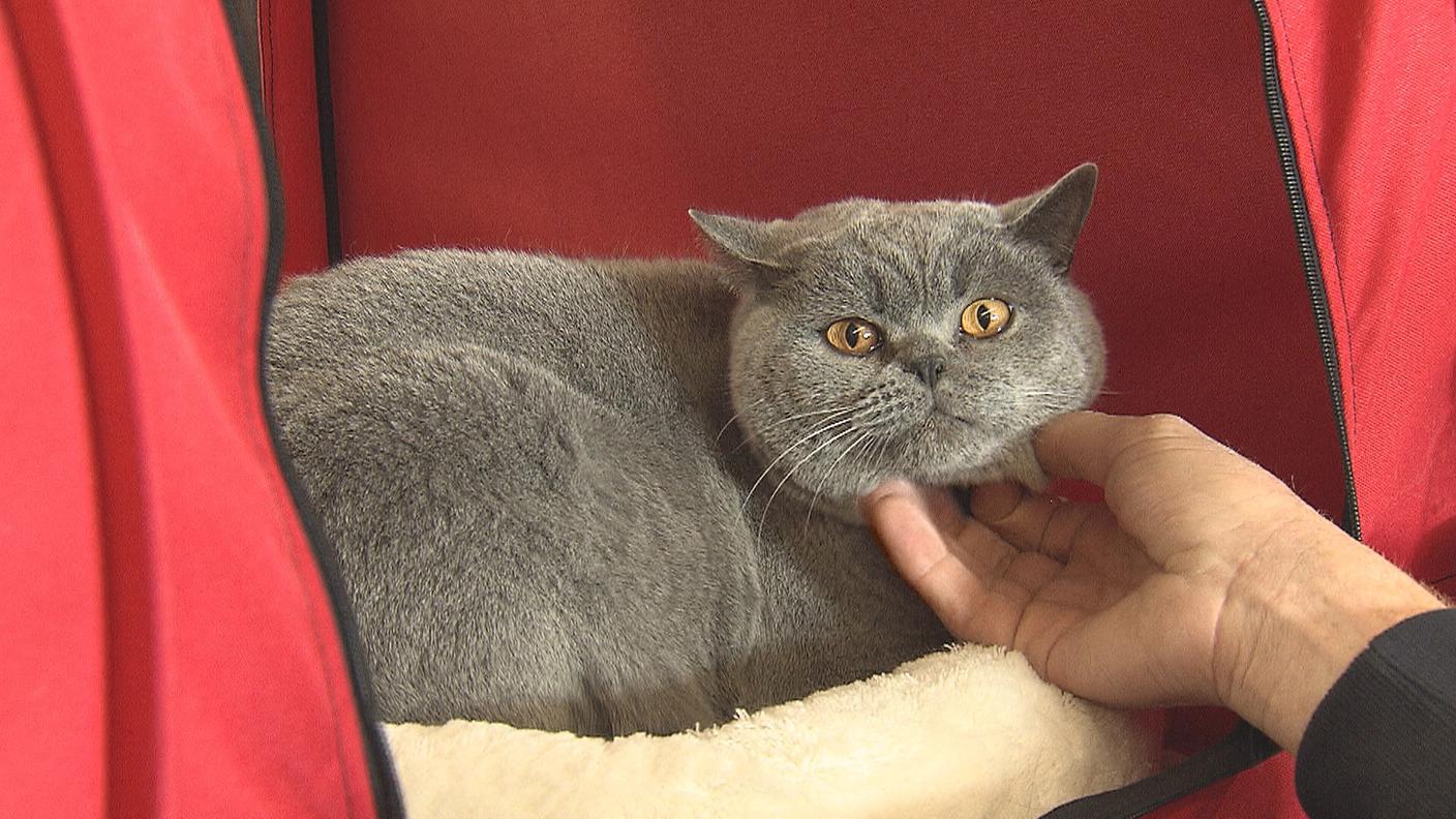 Le mille sfaccettature di un mondo felino