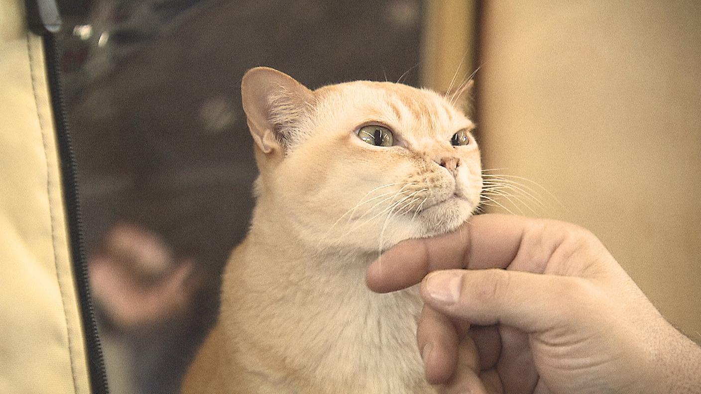 Le mille sfaccettature di un mondo felino