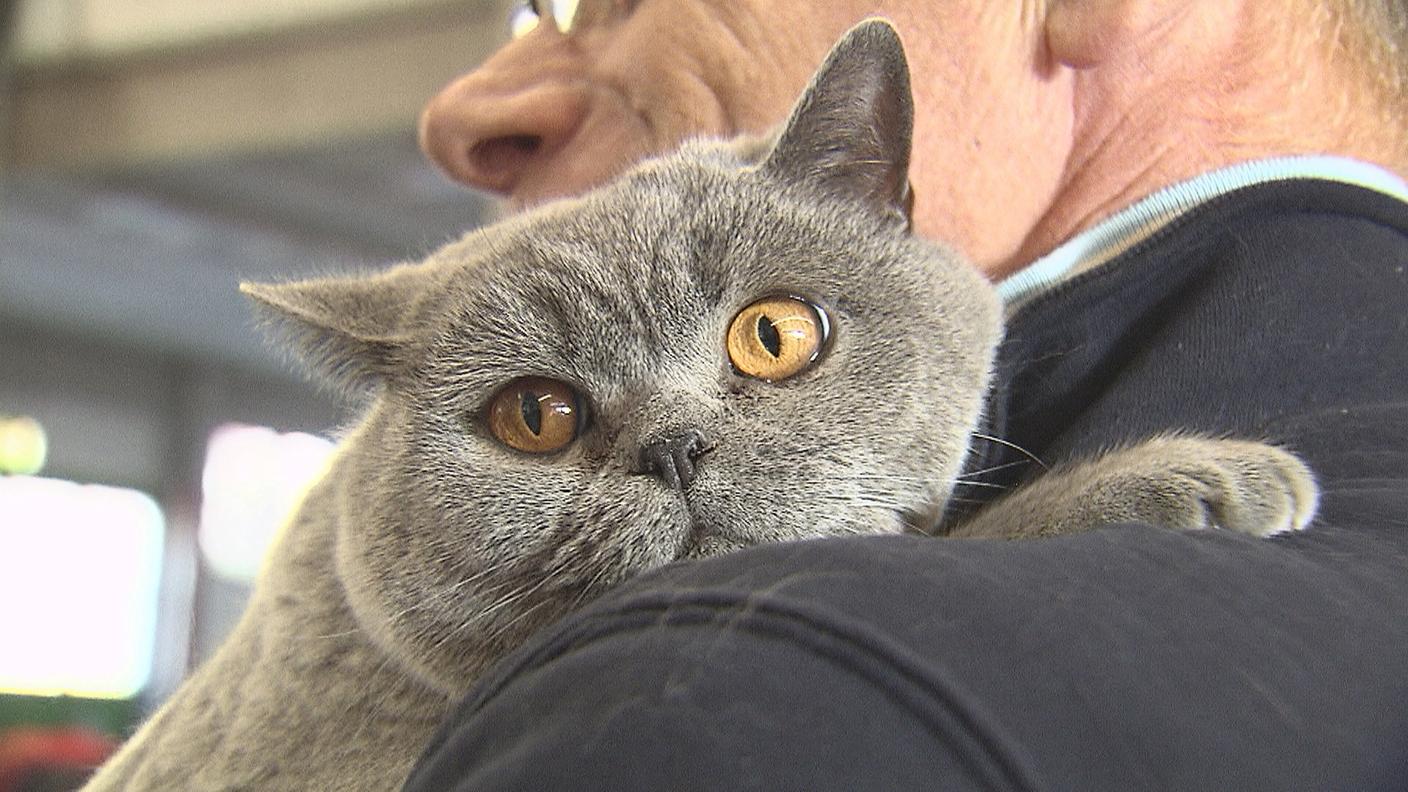 Le mille sfaccettature di un mondo felino