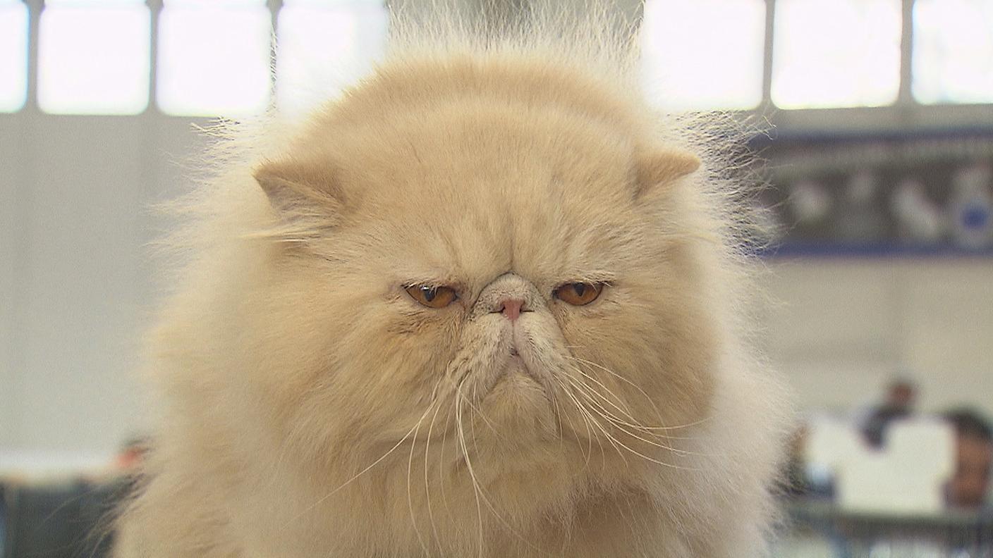 Le mille sfaccettature di un mondo felino