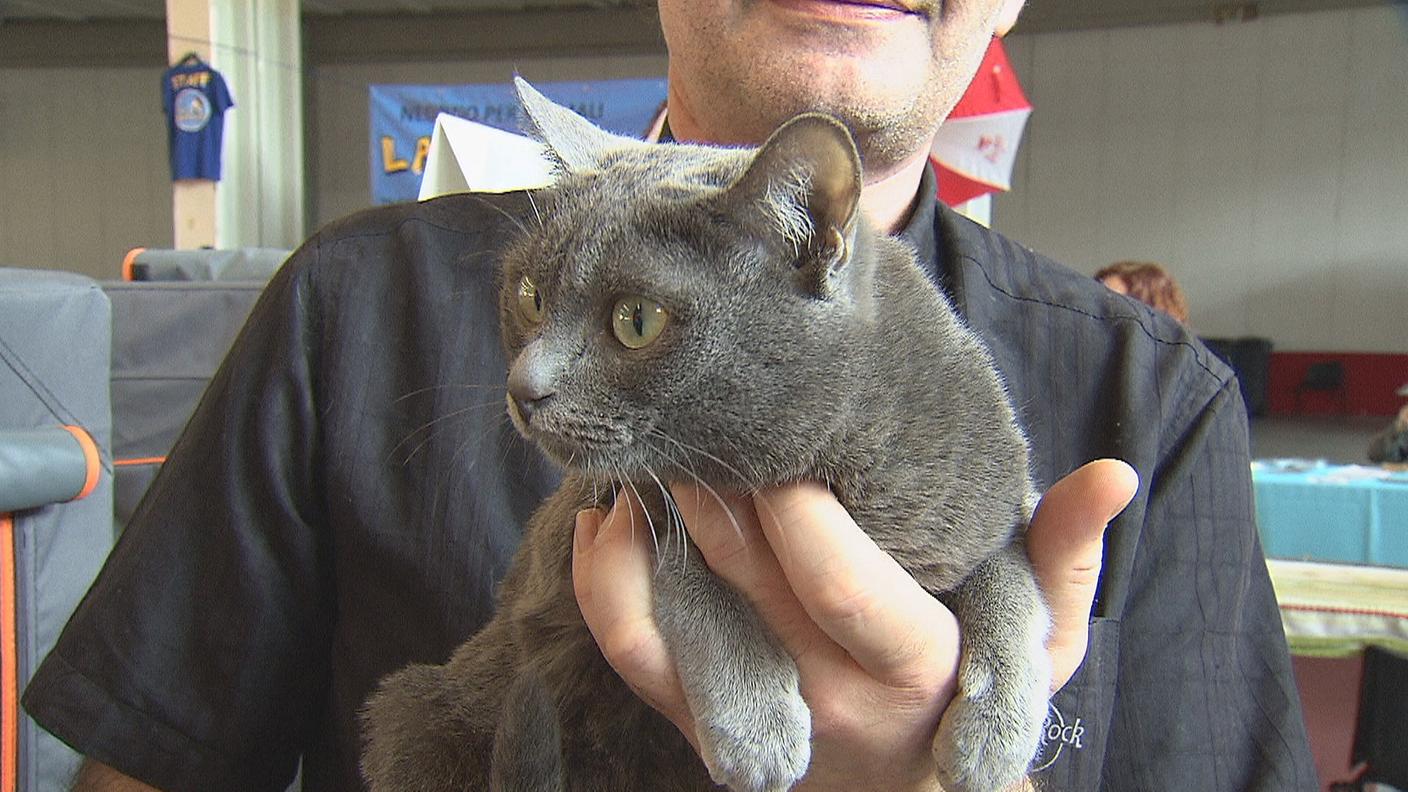 Le mille sfaccettature di un mondo felino