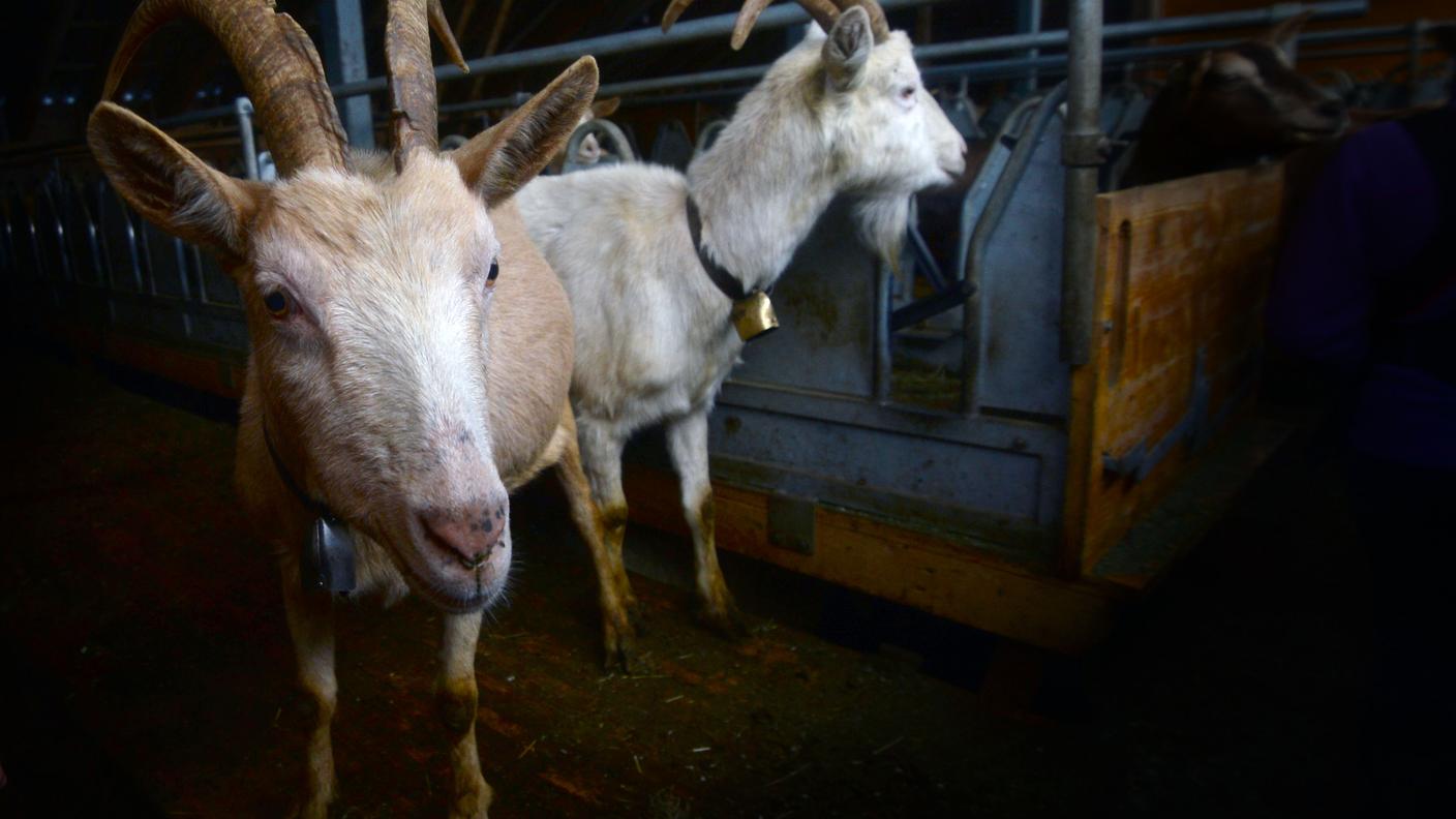 Gli animali stavano in una stalla nelle vicinanze di una linea ad alta tensione