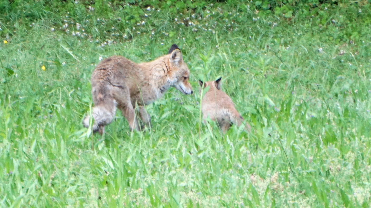 Le raccomandazioni di mamma volpe