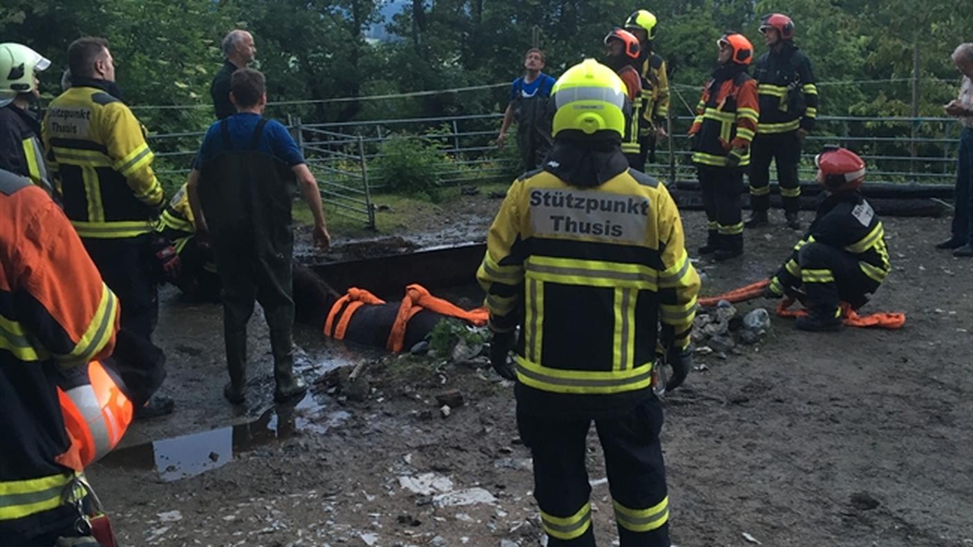 L'animale era molto spaventato, scrive la polizia
