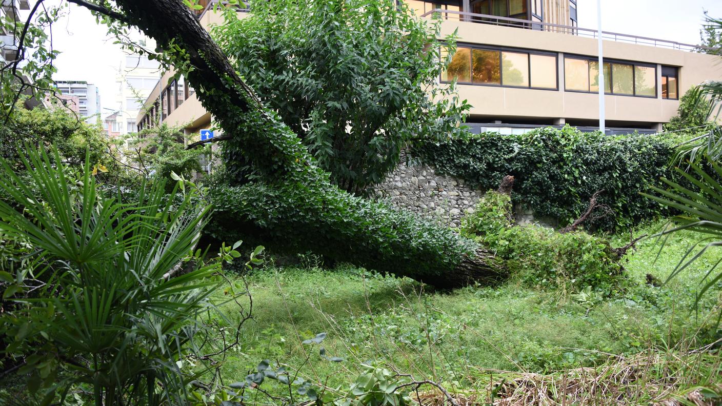 Un'altra pianta vittima delle raffiche di vento