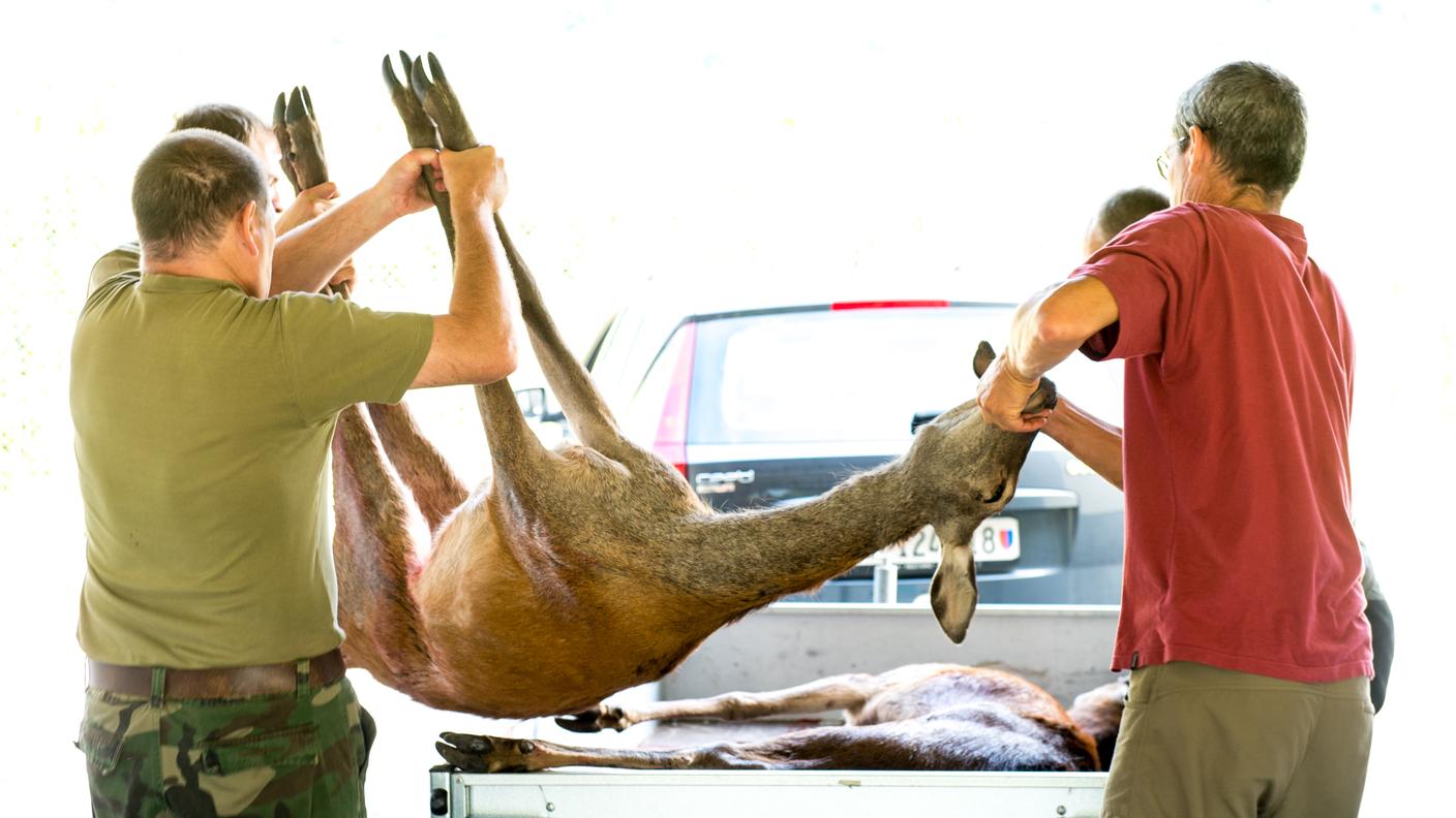 L'animale più catturato è stato il cervo (1'323 in totale)