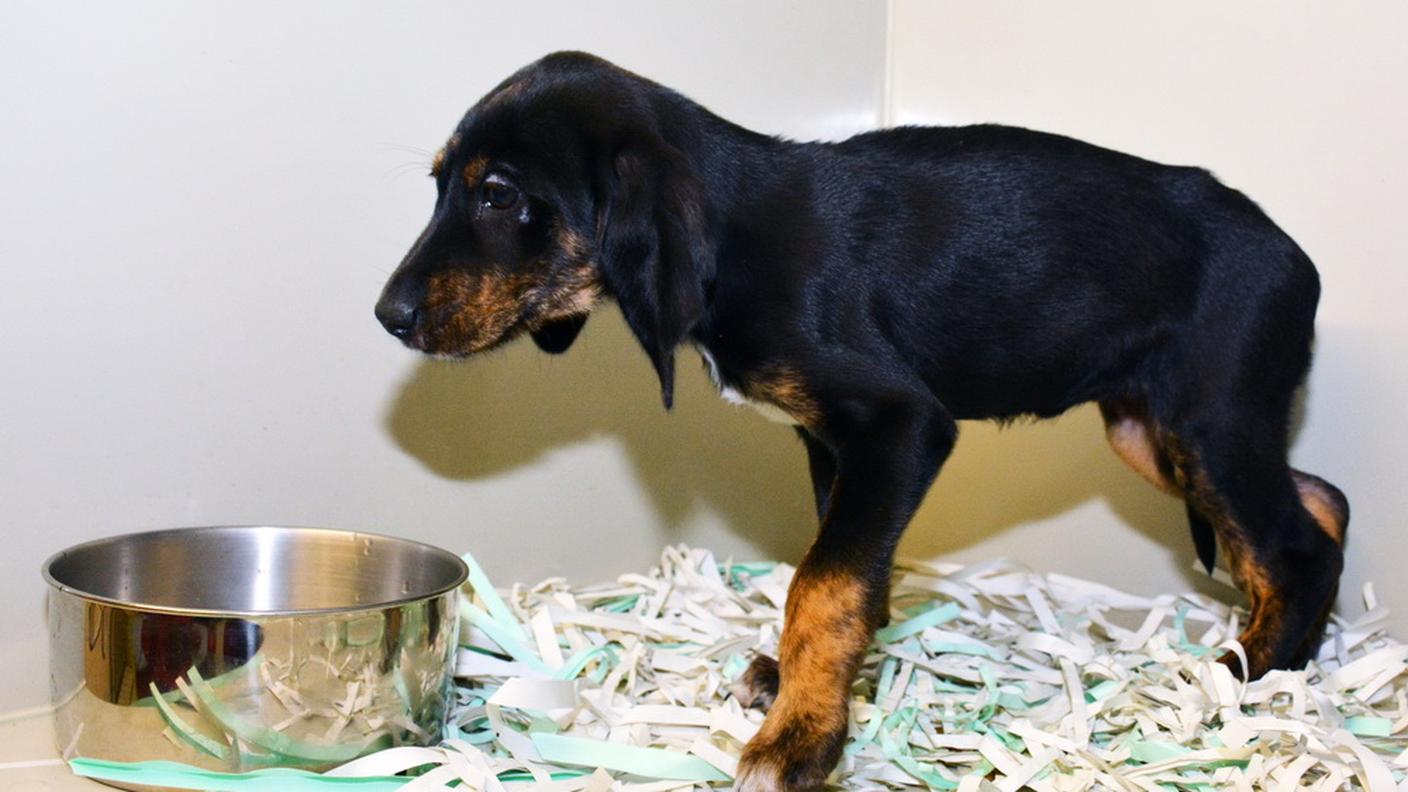 La cucciola Fortuna ha gamba rotta ed è senza chip d'identificazione