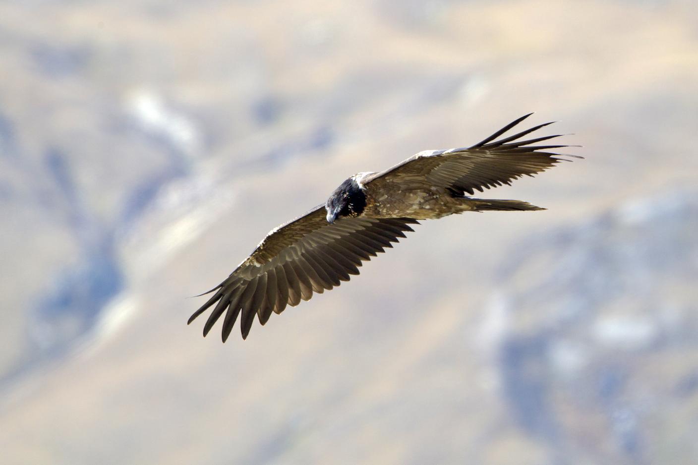 Giovane di gipeto in volo