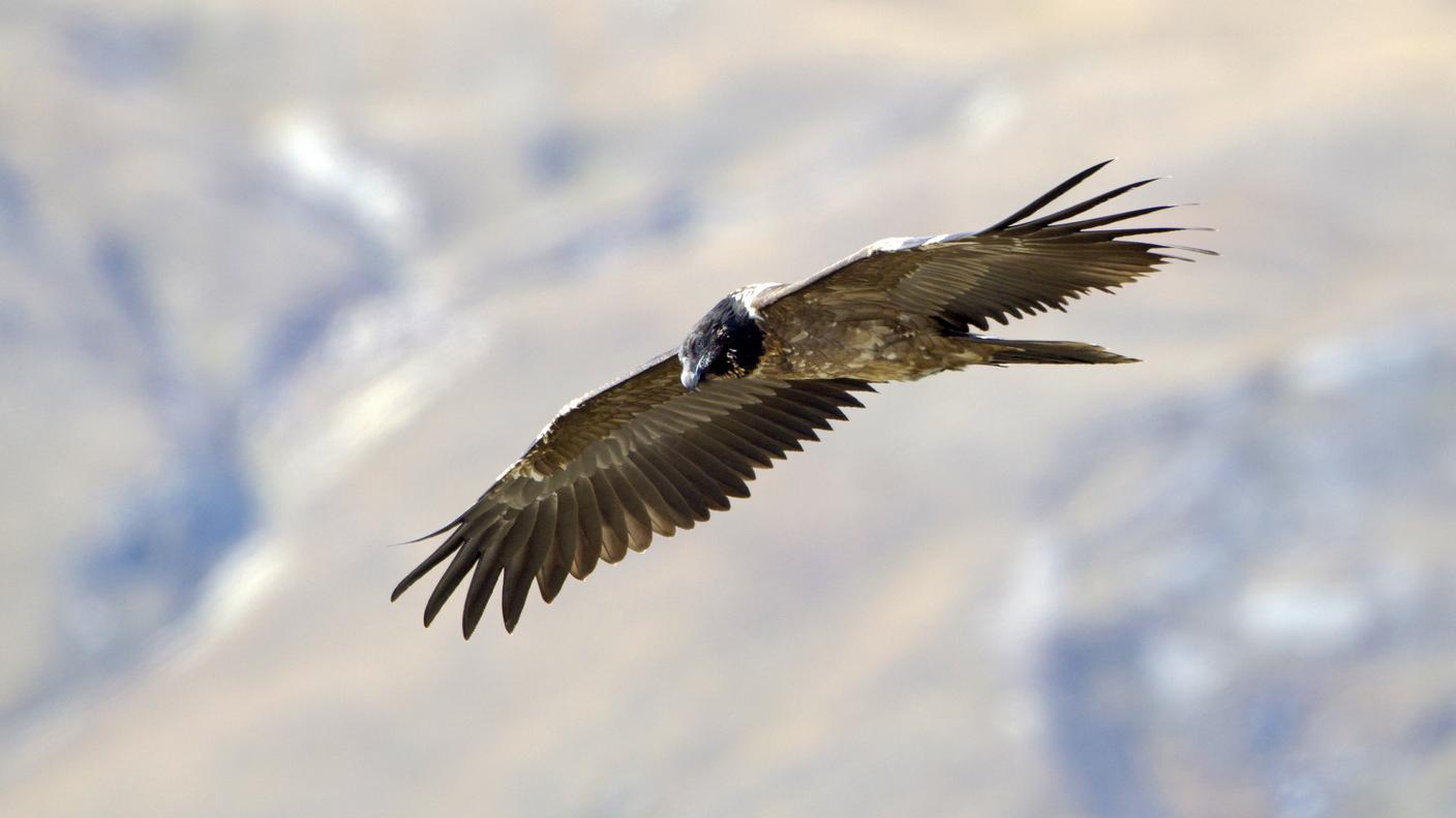 Giovane di gipeto in volo