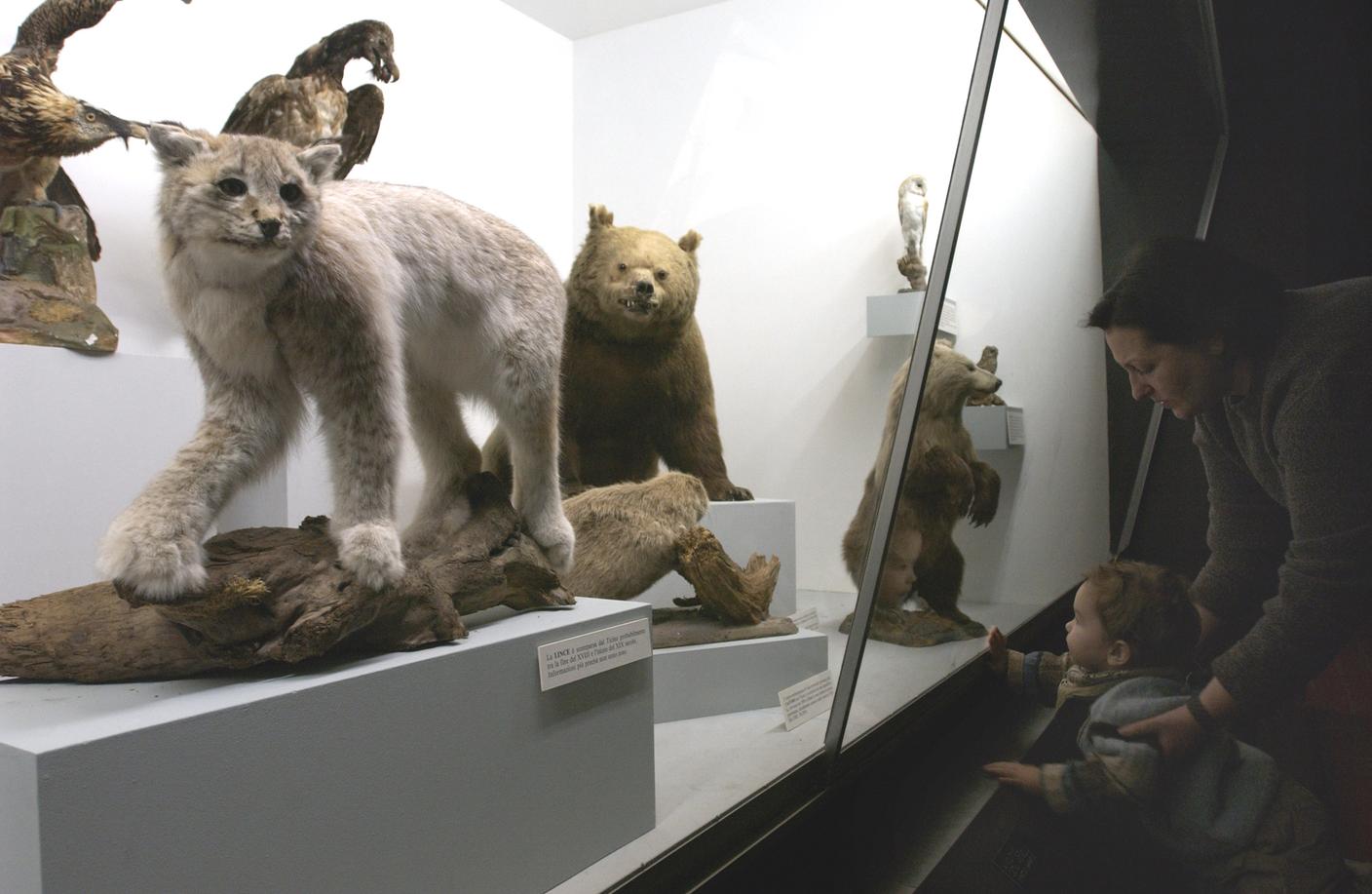 La vetrina degli "estinti" al Museo cantonale di storia naturale a Lugano