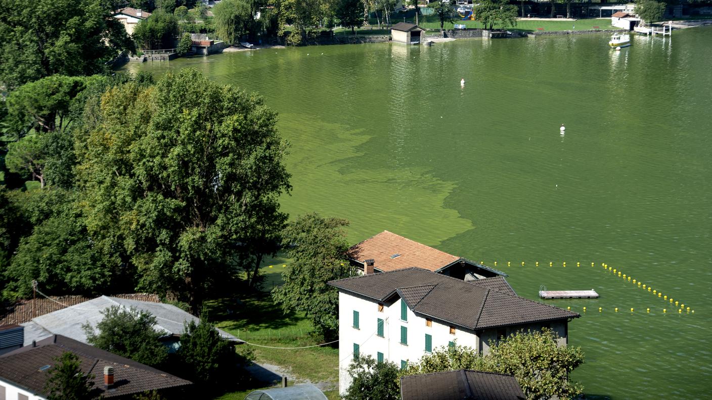 Foto d'archivio della fioritura di alghe tossiche a Riva San Vitale