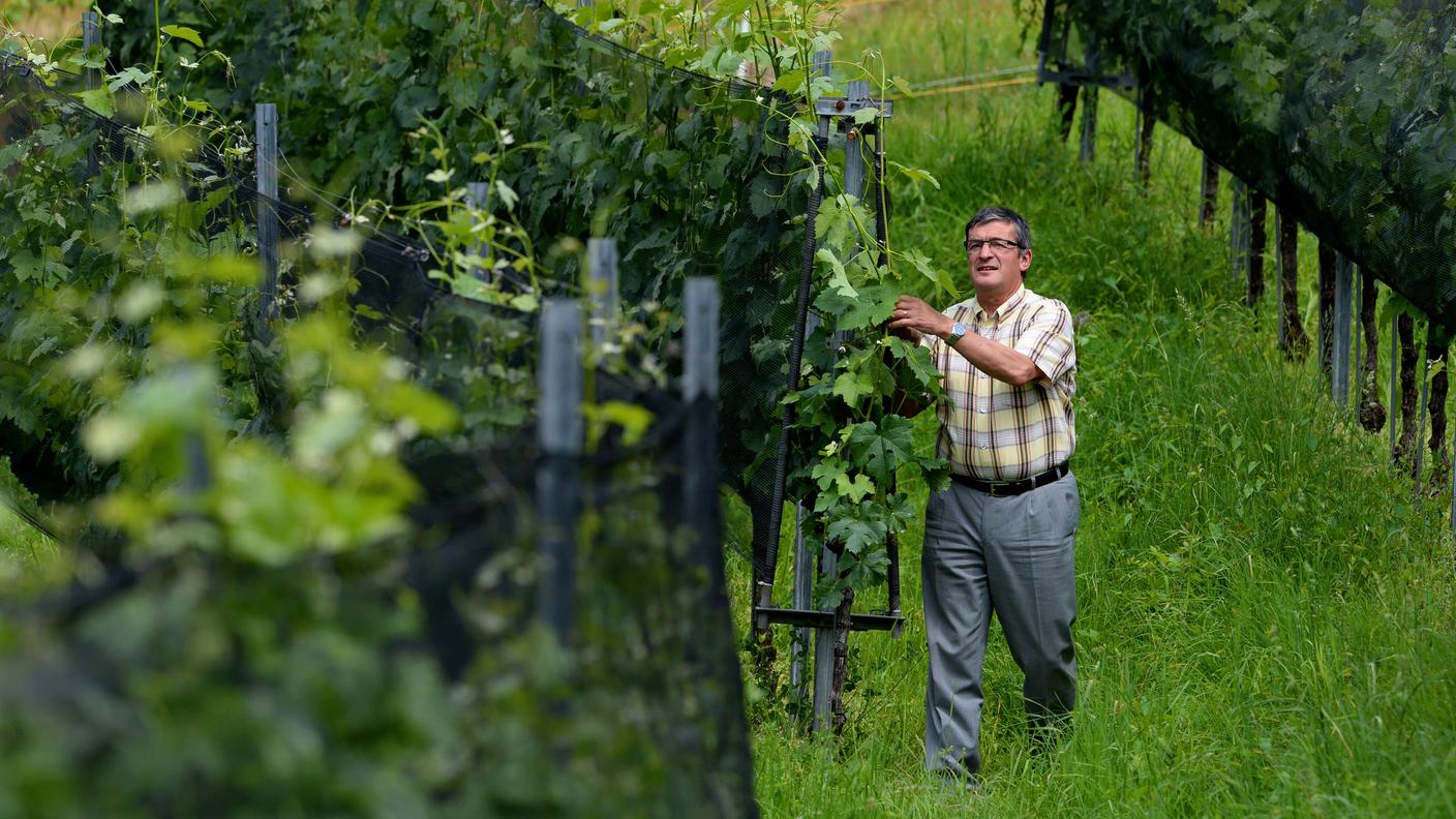 Uno scatto tra la vigna