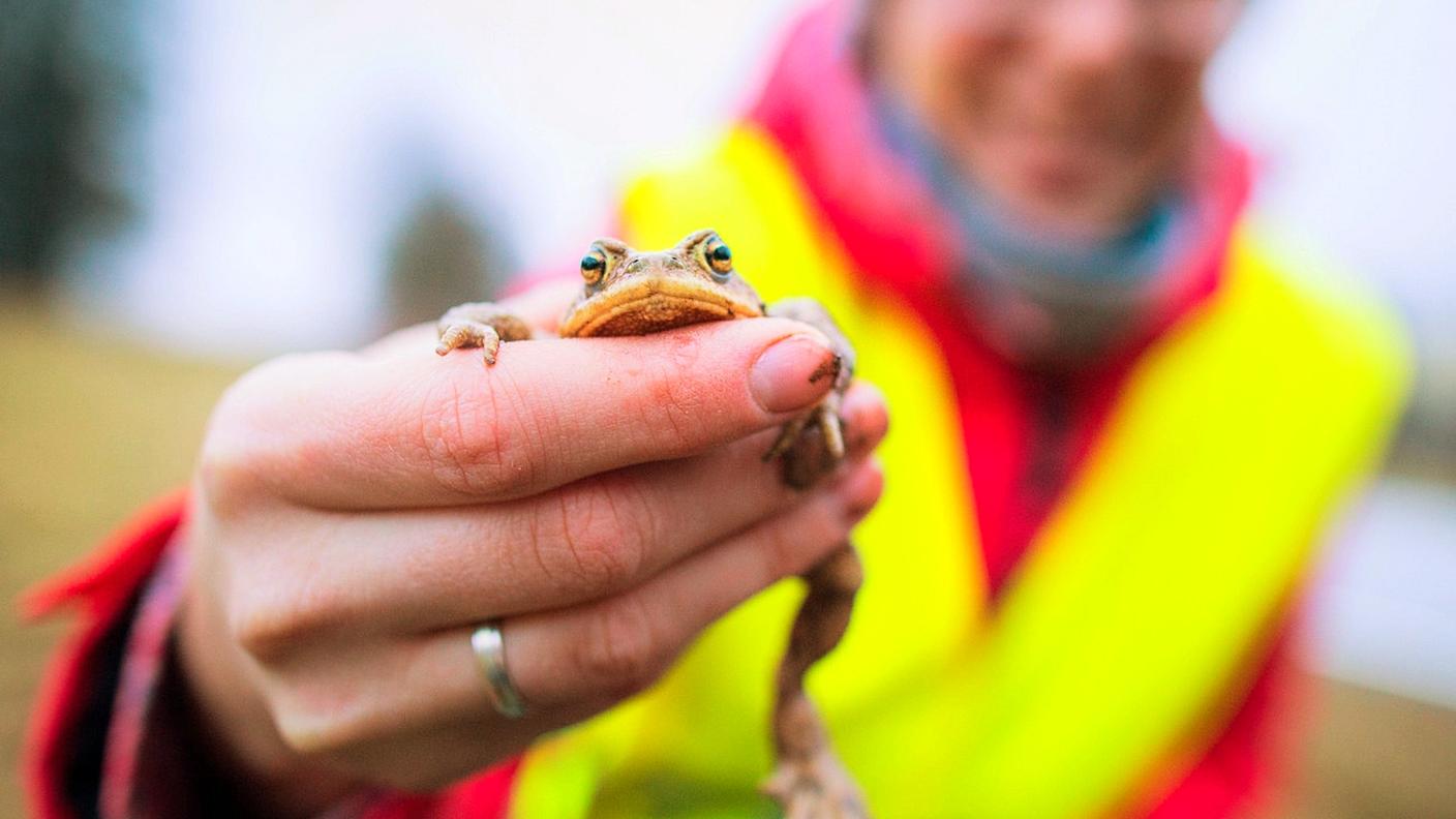 La presenza di anfibi, secondo gli esperti, è indice di una buona salute dell'ambiente