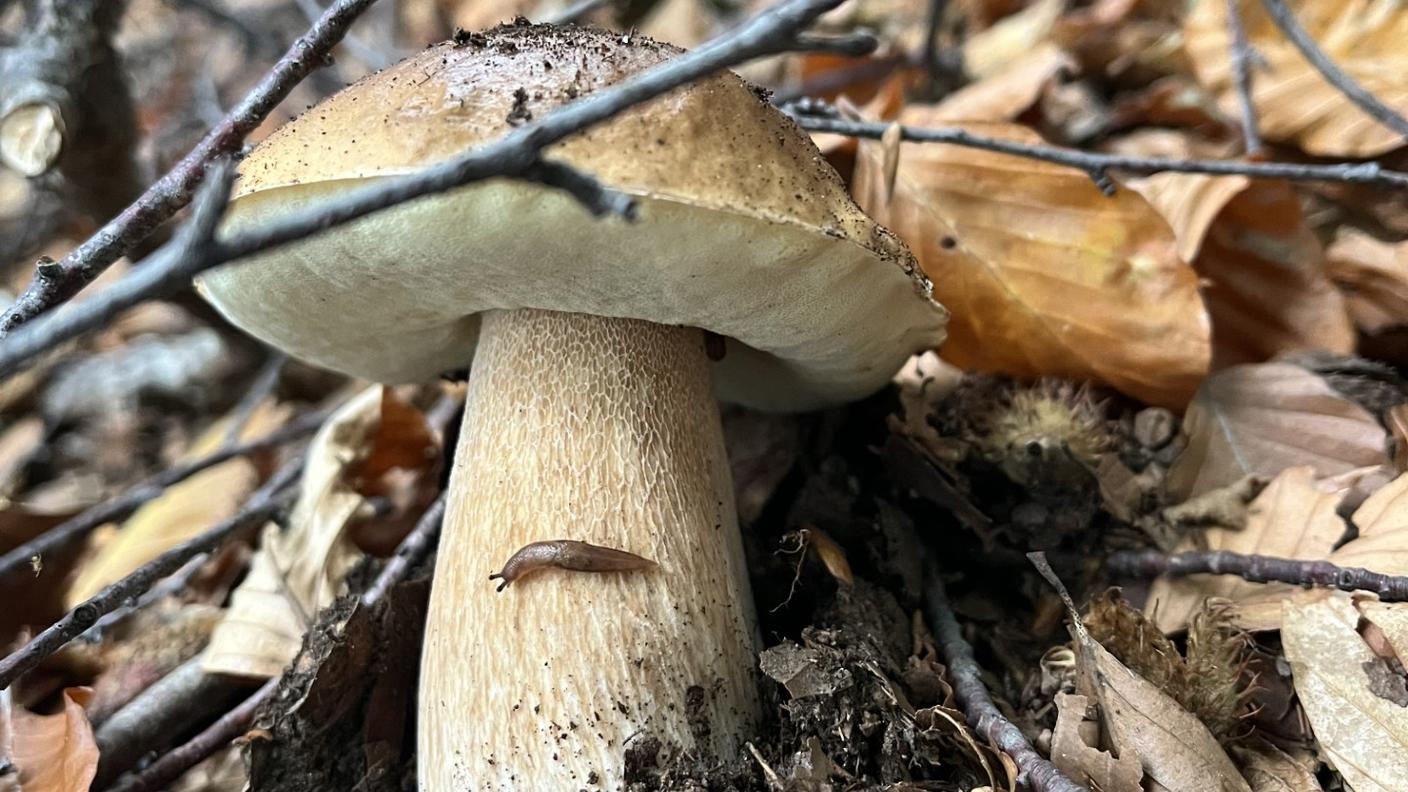 Oltre i porcini c'è molto altro