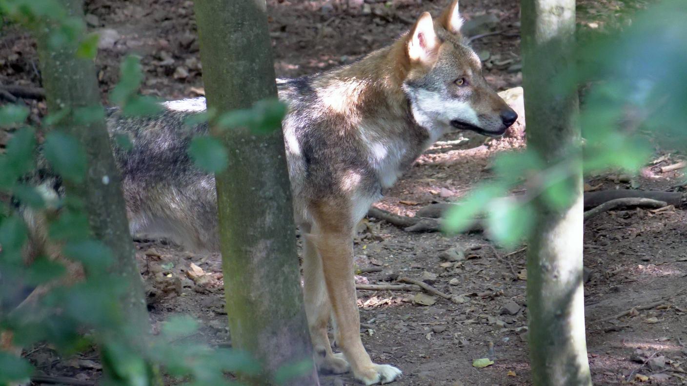 La regolazione proattiva dei predatori è iniziata lo scorso 1° dicembre
