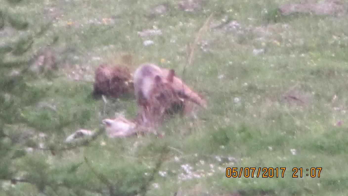 Il predatore in azione