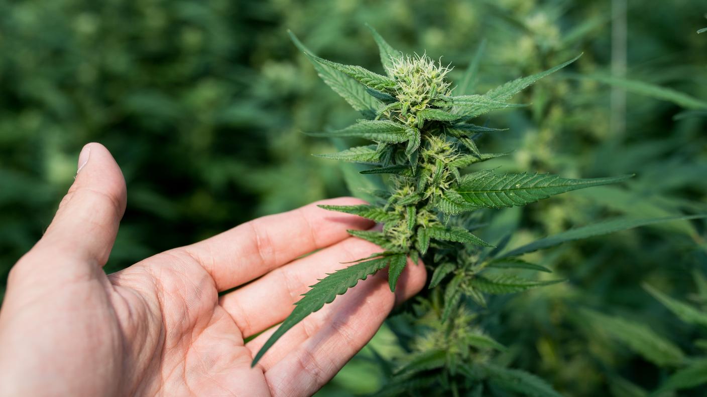 Legale se il tenore di THC resta sotto l'1%