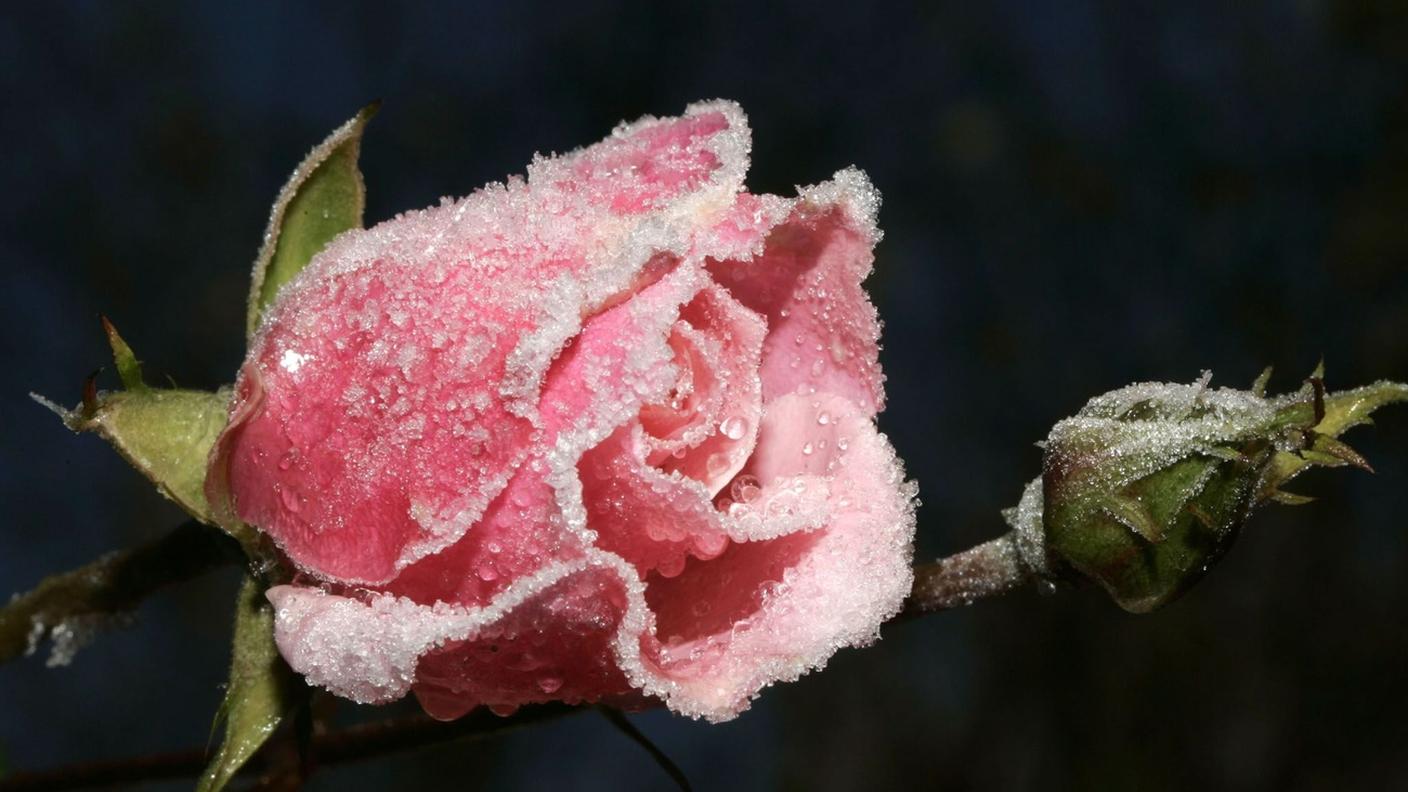 Il rischio è nelle gelate invernali