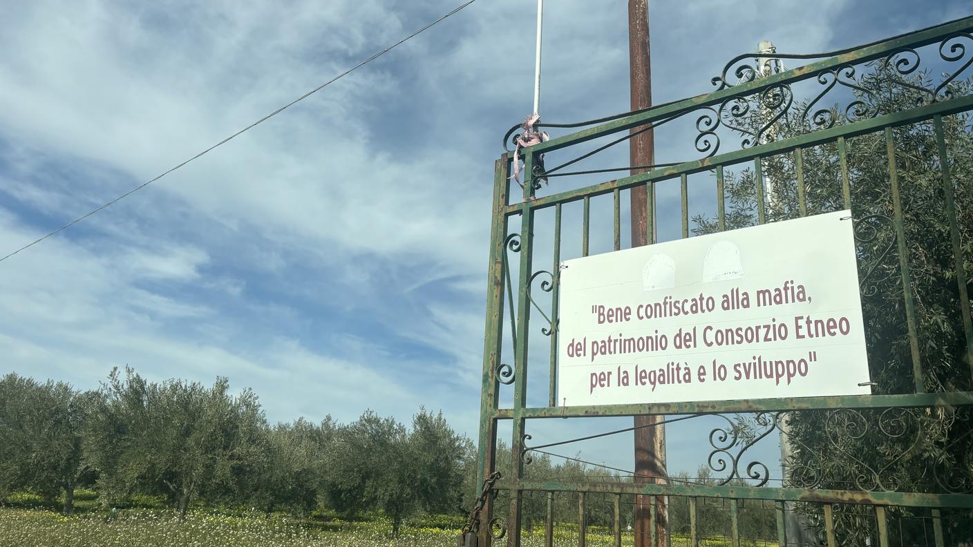 I vigneti della "Cooperativa Placido Rizzotto" a due passi da Portella della Ginestra