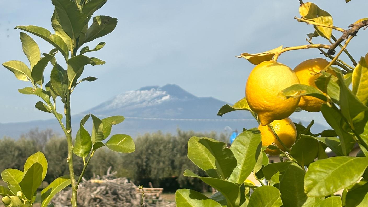 Limoni della "Cooperativa Beppe Montana" con l’Etna sullo sfondo