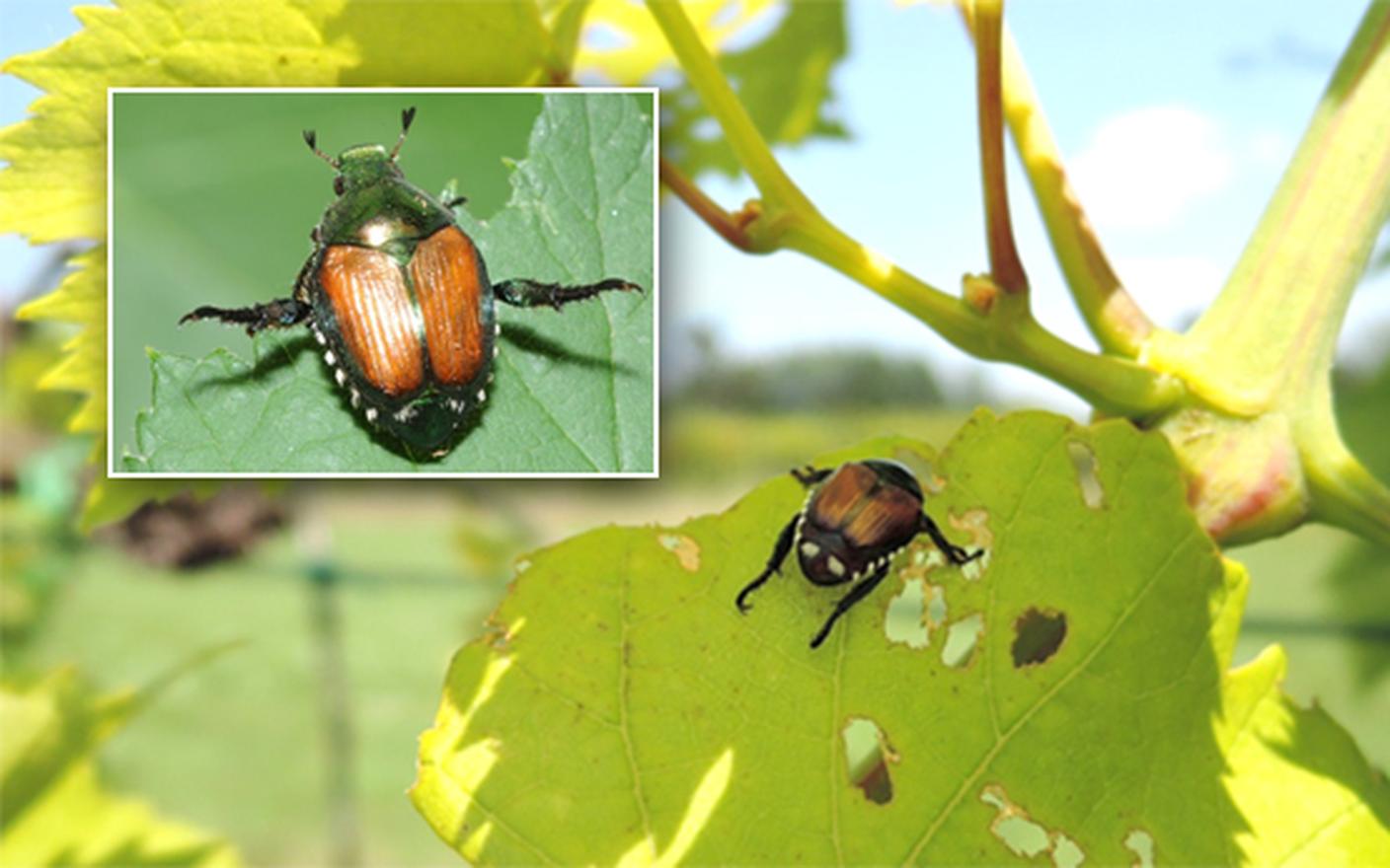 Il coleottero giapponese (Popillia japonica)
