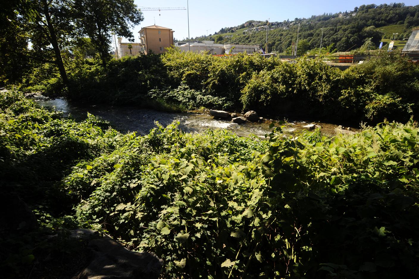 Una macchia di poligono del Giappone lungo il Cassarate (foto del 2020)